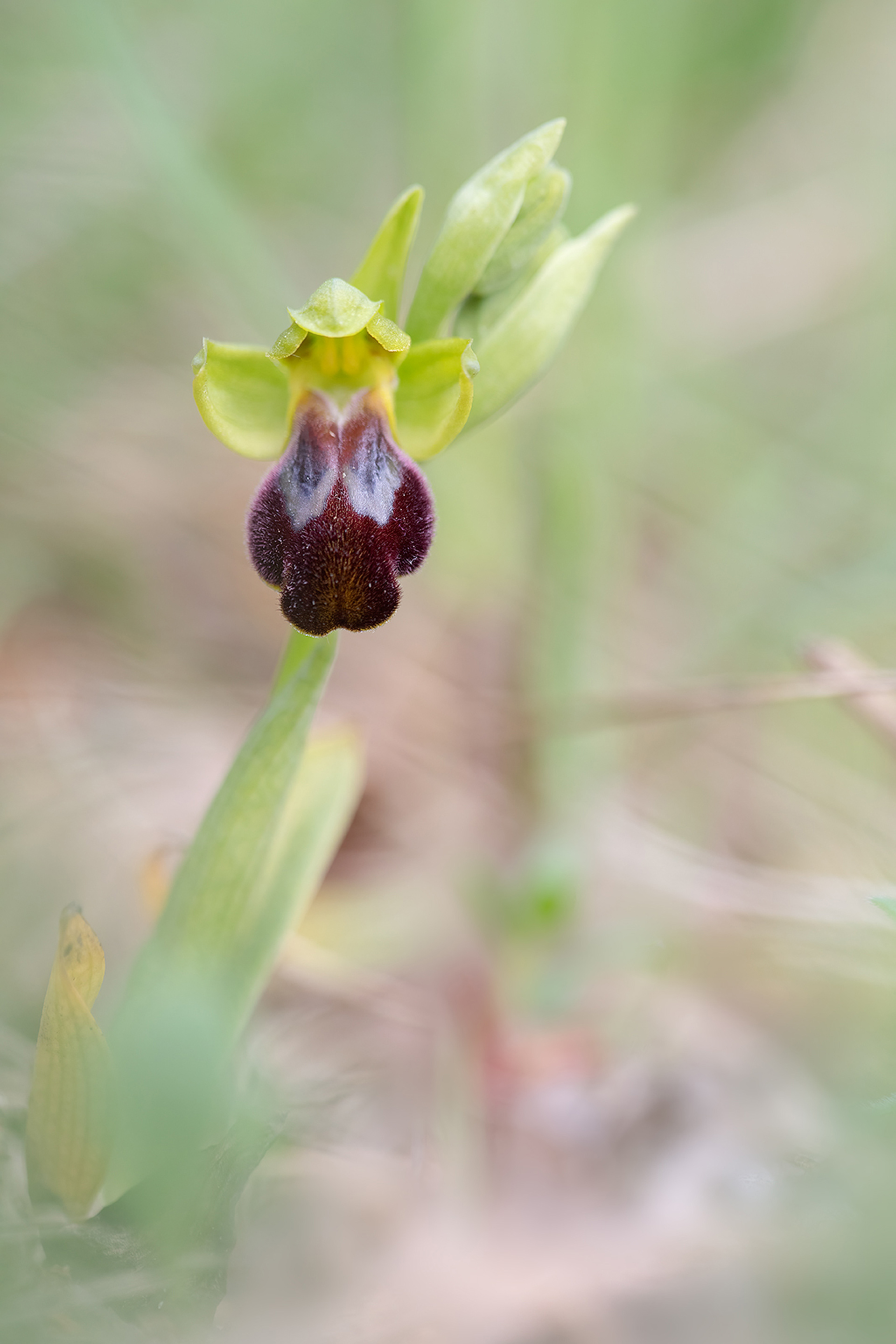 OPHRYS LUCANA
