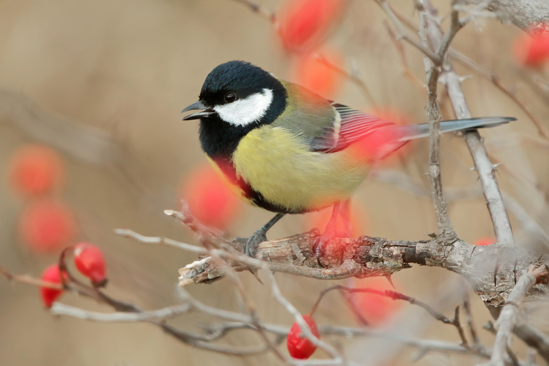 CINCIALLEGRA - Great Tit (Parus major)