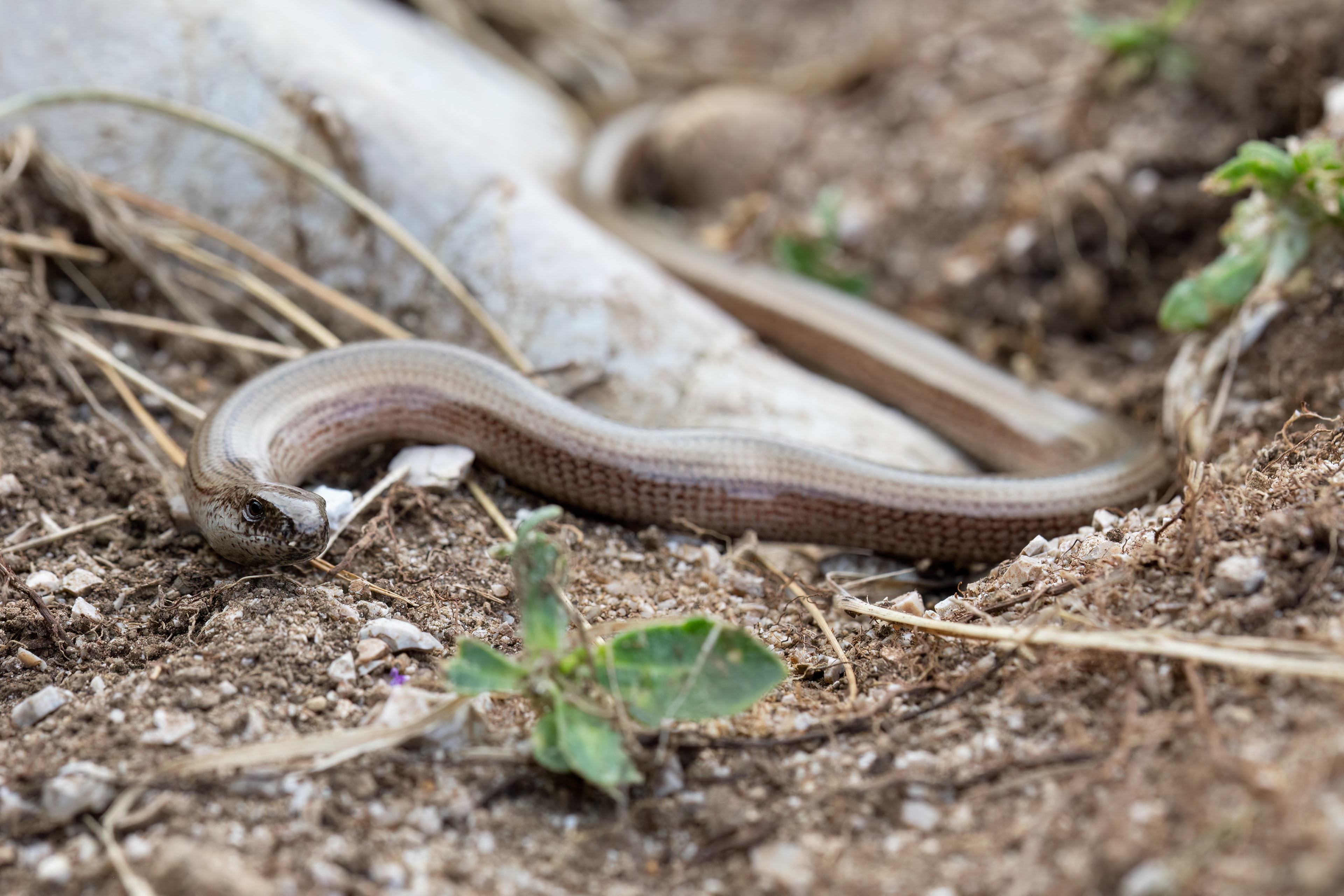 Orbettino (Anguis fragilis)