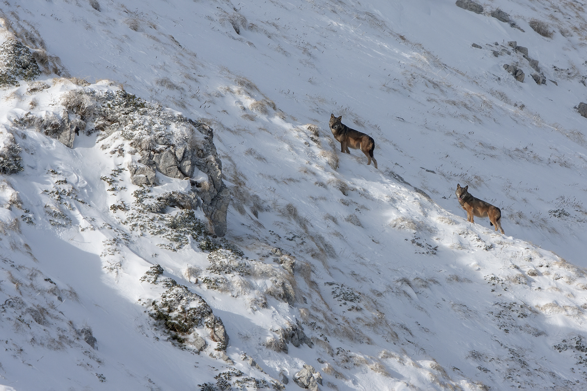 LUPO APPENNINICO - Appennine wolf (Canis lupus italicus) - Gran Sasso-Laga National Park
