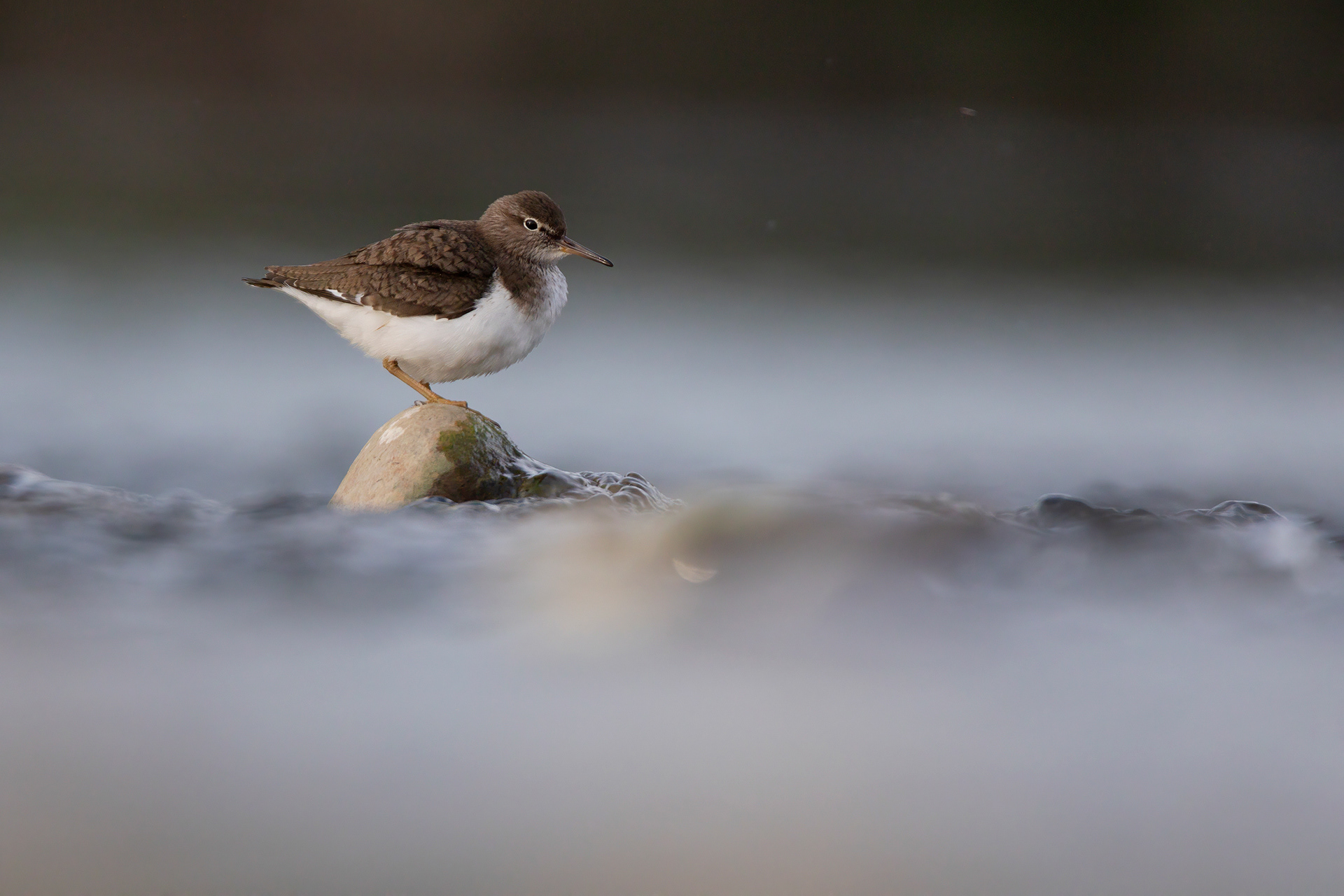 PIRO PIRO PICCOLO - Common Sandpiper (Actitis hypoleucos) - Abruzzo