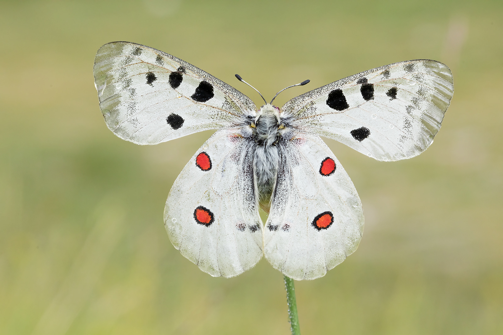APOLLO (Parnassius Apollo) - Gran Sasso-Laga National Park