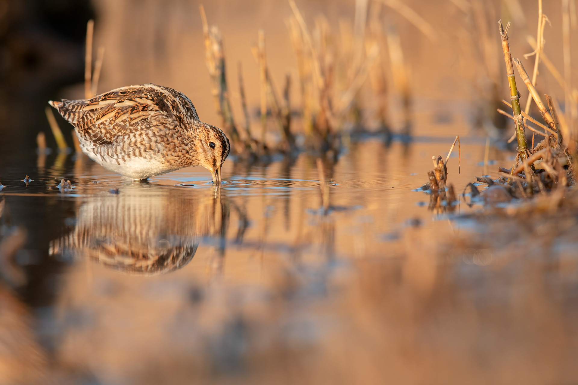 BECCACCINO - Common Snipe (Gallinago gallinago) - Marche