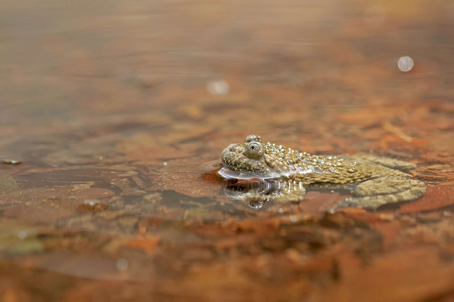 Ululone appenninico (Bombina pachypus)