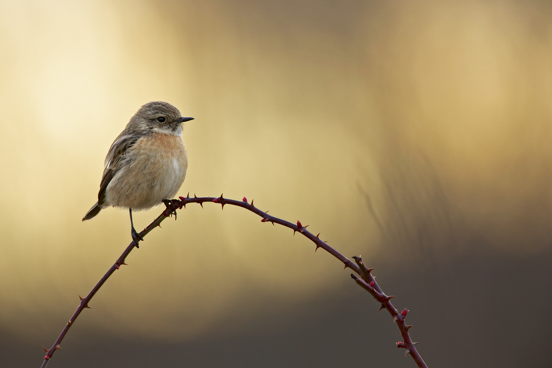 SALTIMPALO - Stonechat (Saxicola torquata)