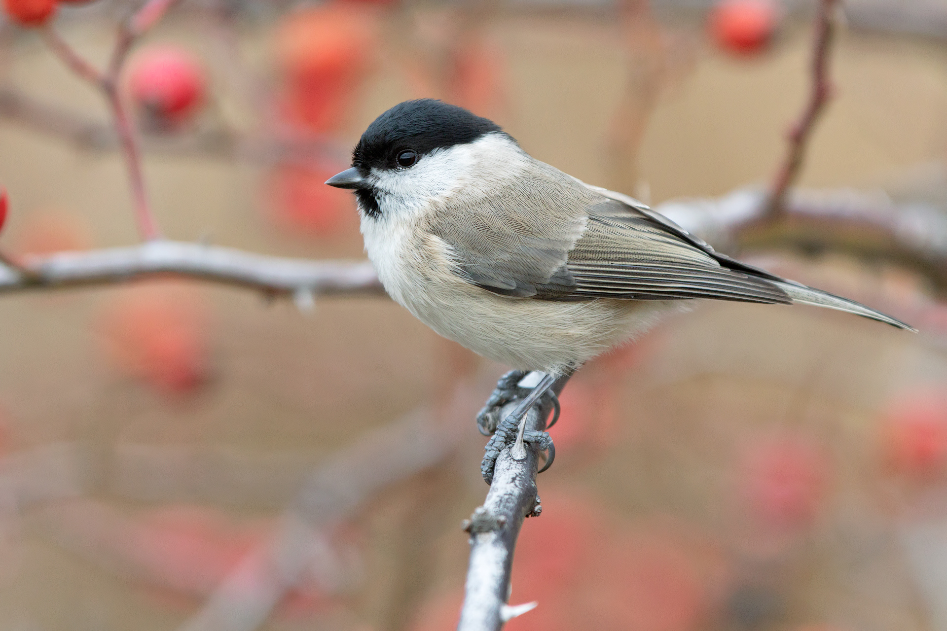 CINCIA BIGIA - Marsh Tit (Poecile palustris)