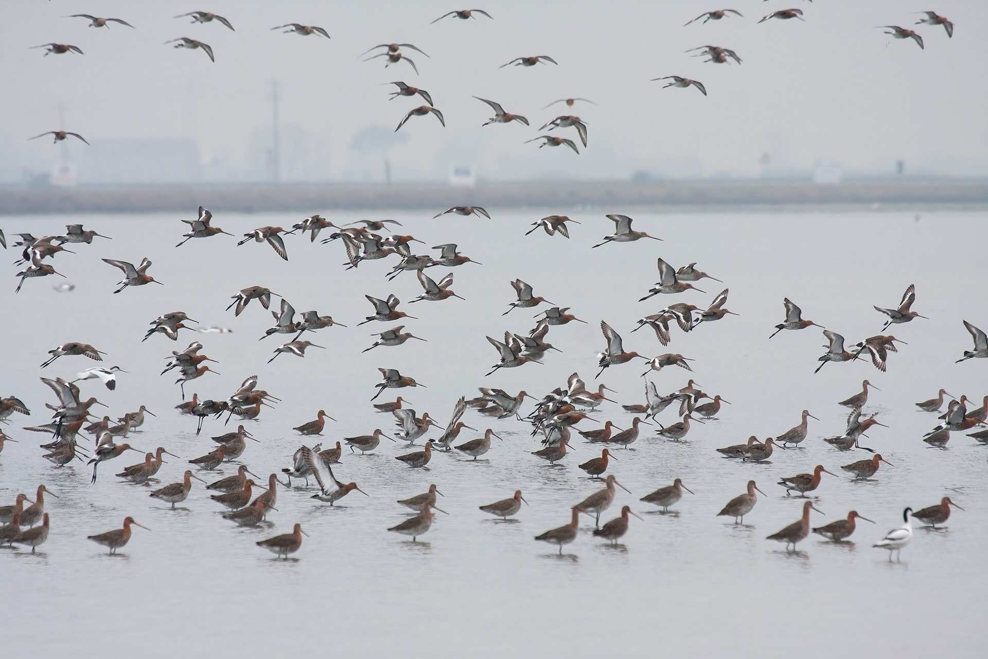PITTIMA REALE - Black-tailed Godwit (Limosa limosa) - Emilia Romagna 