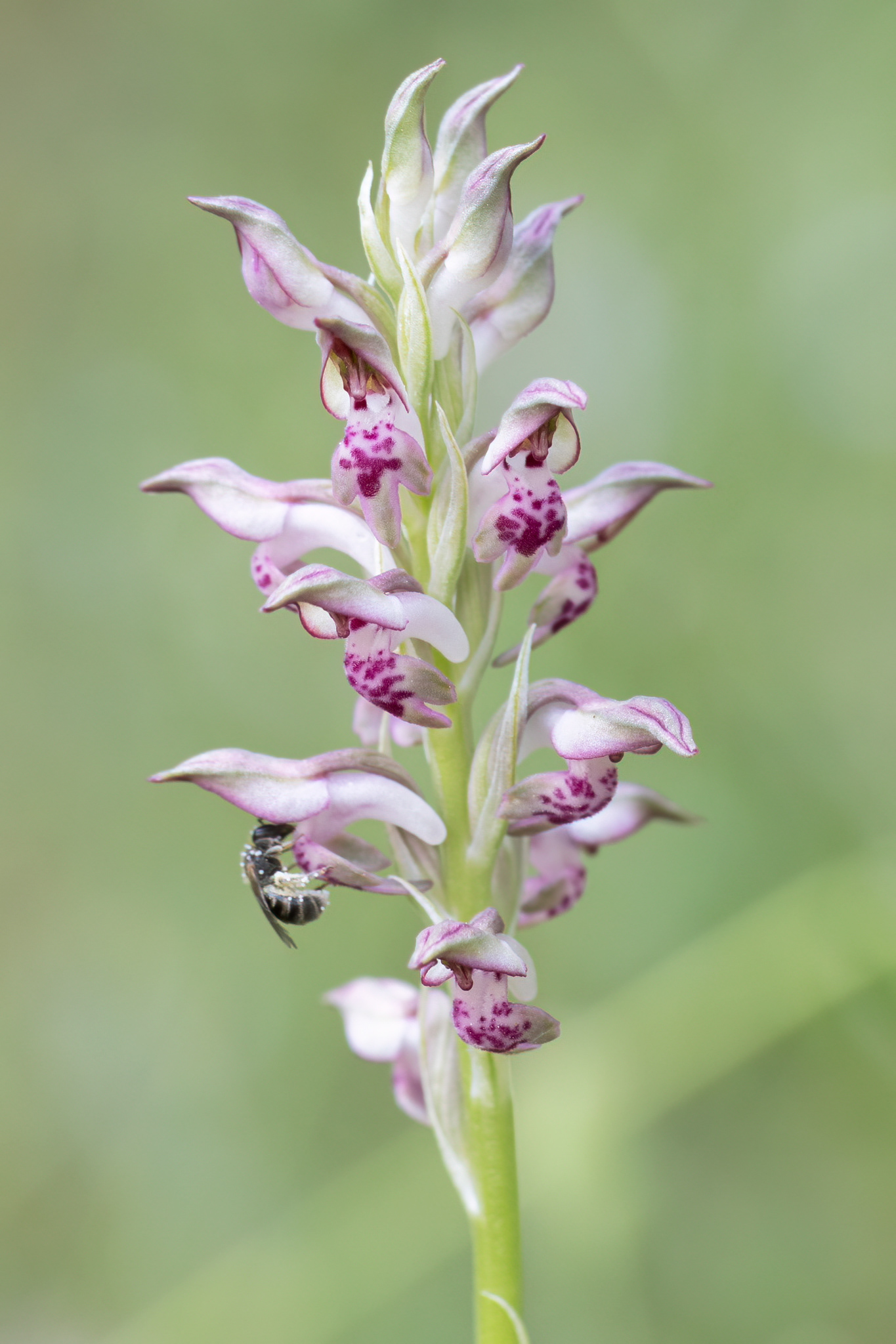 ANACAMPTIS FRAGRANS