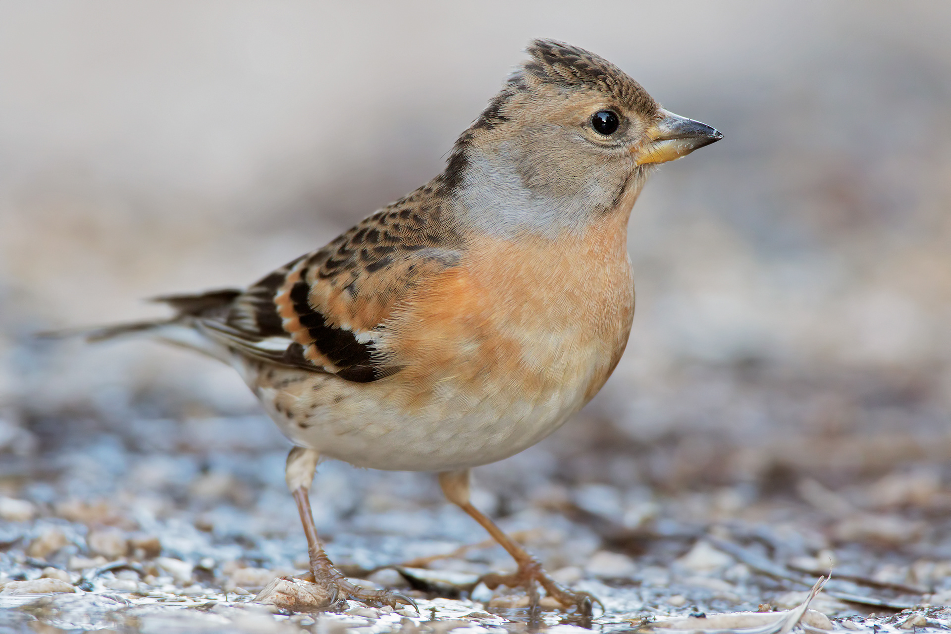 PEPPOLA - Brambling (Fringilla montifringilla) - Parco Gran Sasso