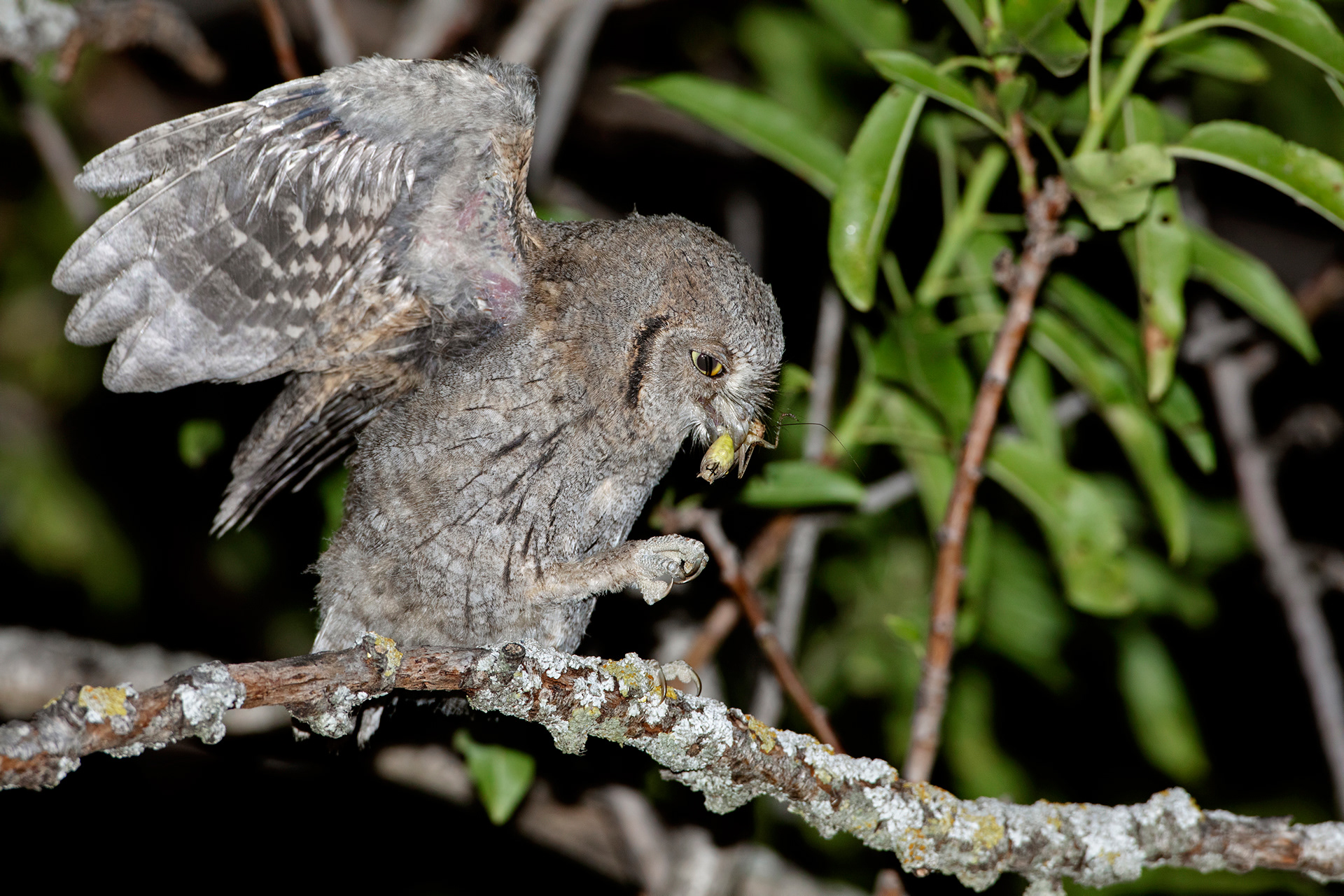 Assiolo - Eurasian scops owl (Otus scops)
