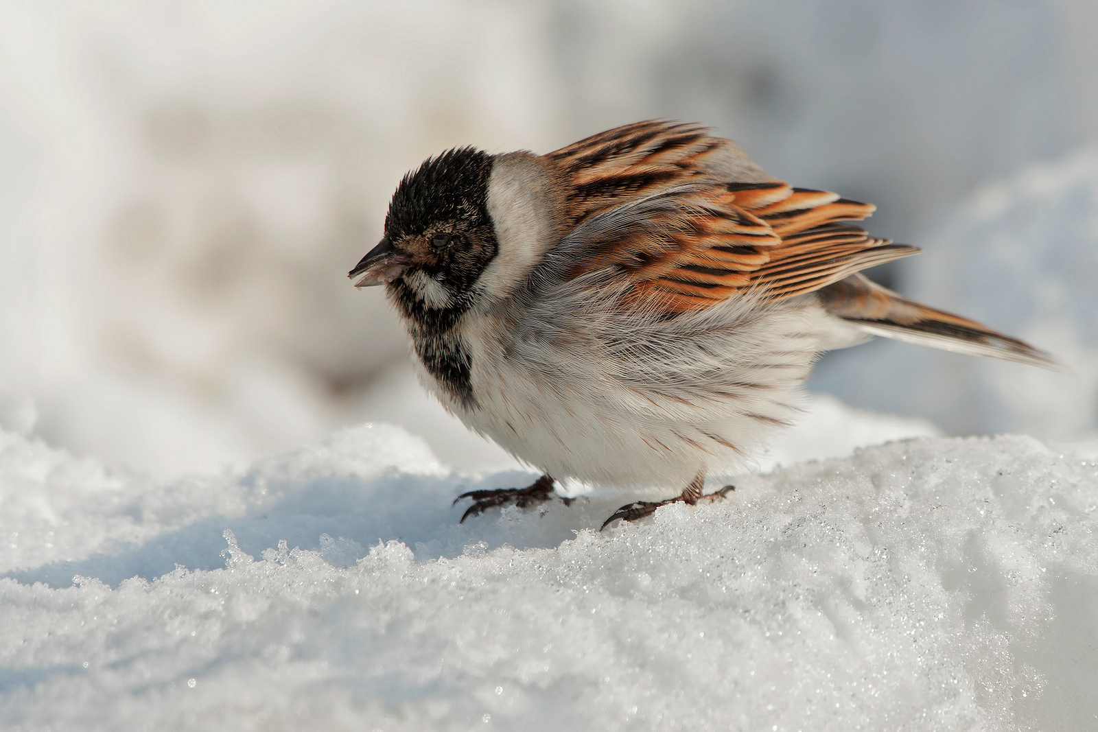 MIGLIARINO DI PALUDE - Reed Bunting (Emberiza schoeniclus)