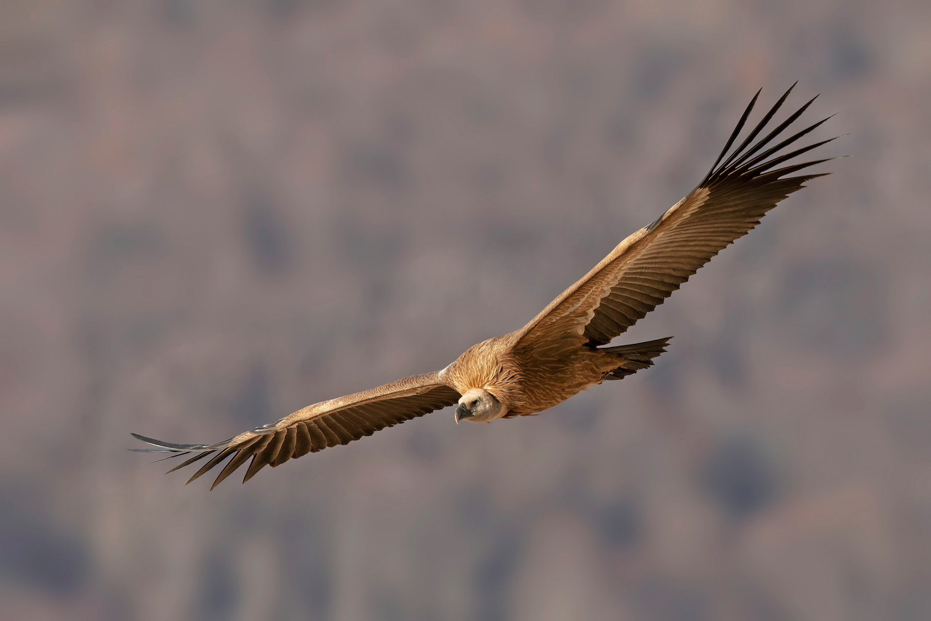 Grifone - Griffon vulture (Gyps fulvus)
