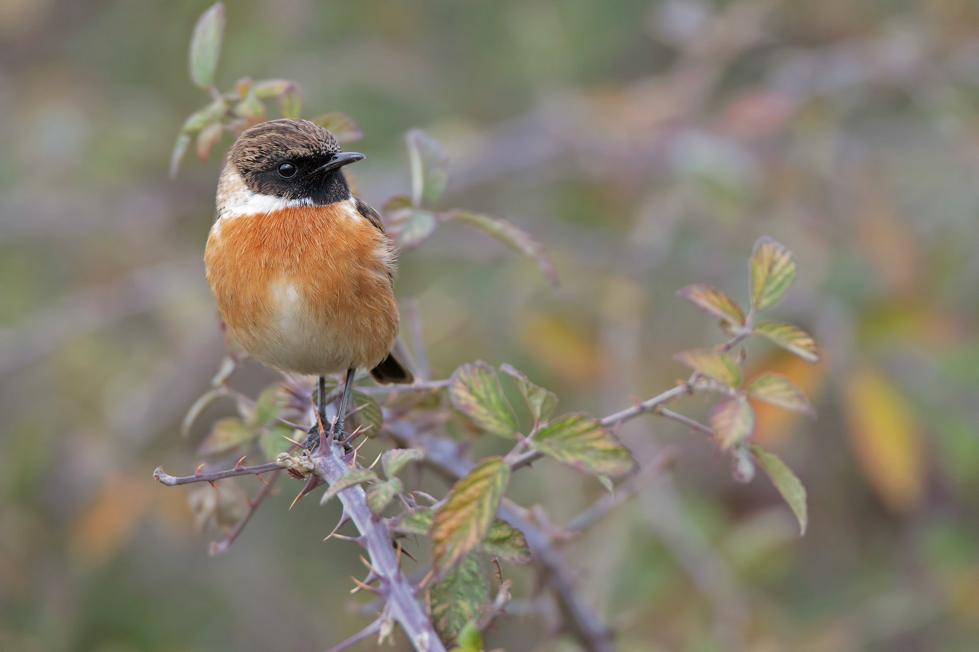 SALTIMPALO - Stonechat (Saxicola torquata)