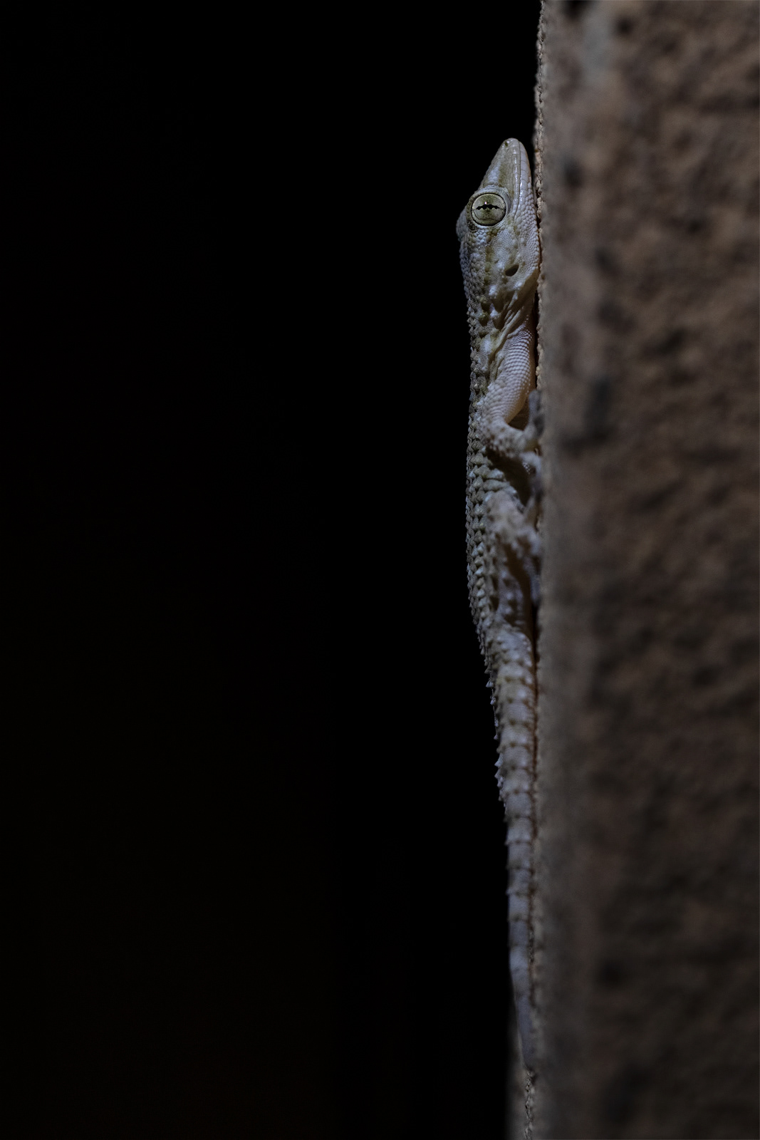 Geco comune (Tarentola mauritanica)