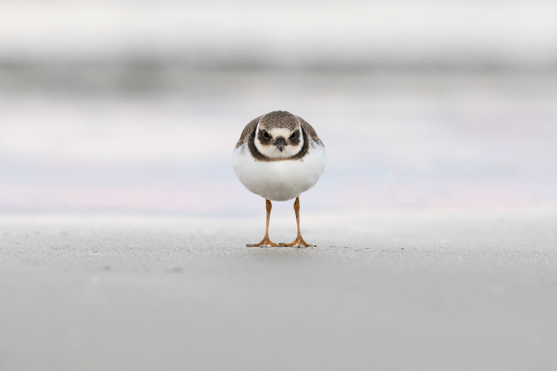 CORRIERE GROSSO - Ringed Plover (Charadrius hiaticula) - Giulianova