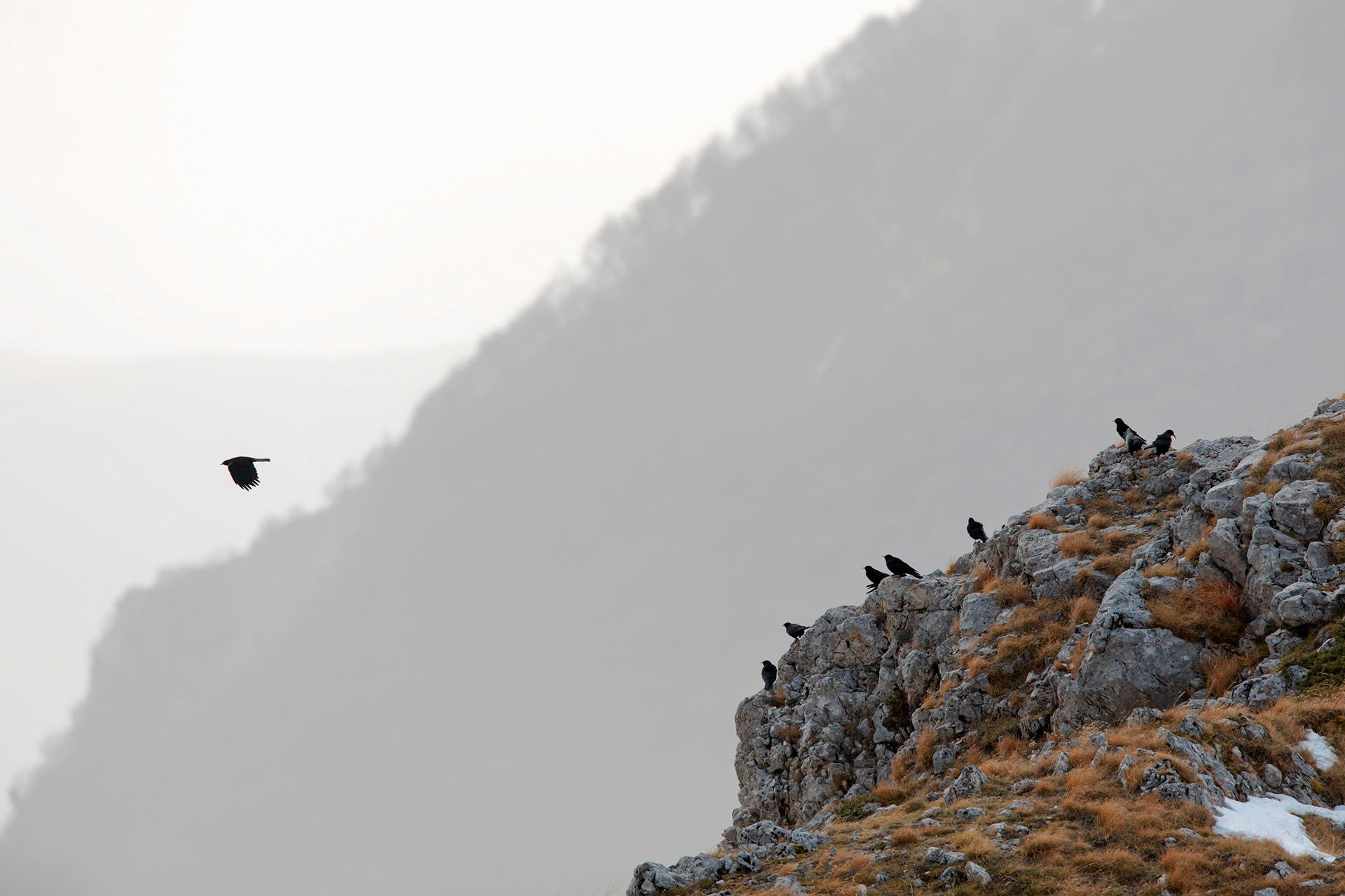 GRACCHIO ALPINO - Alpine Chough (Pyrrhocorax graculus) - Parco Maiella