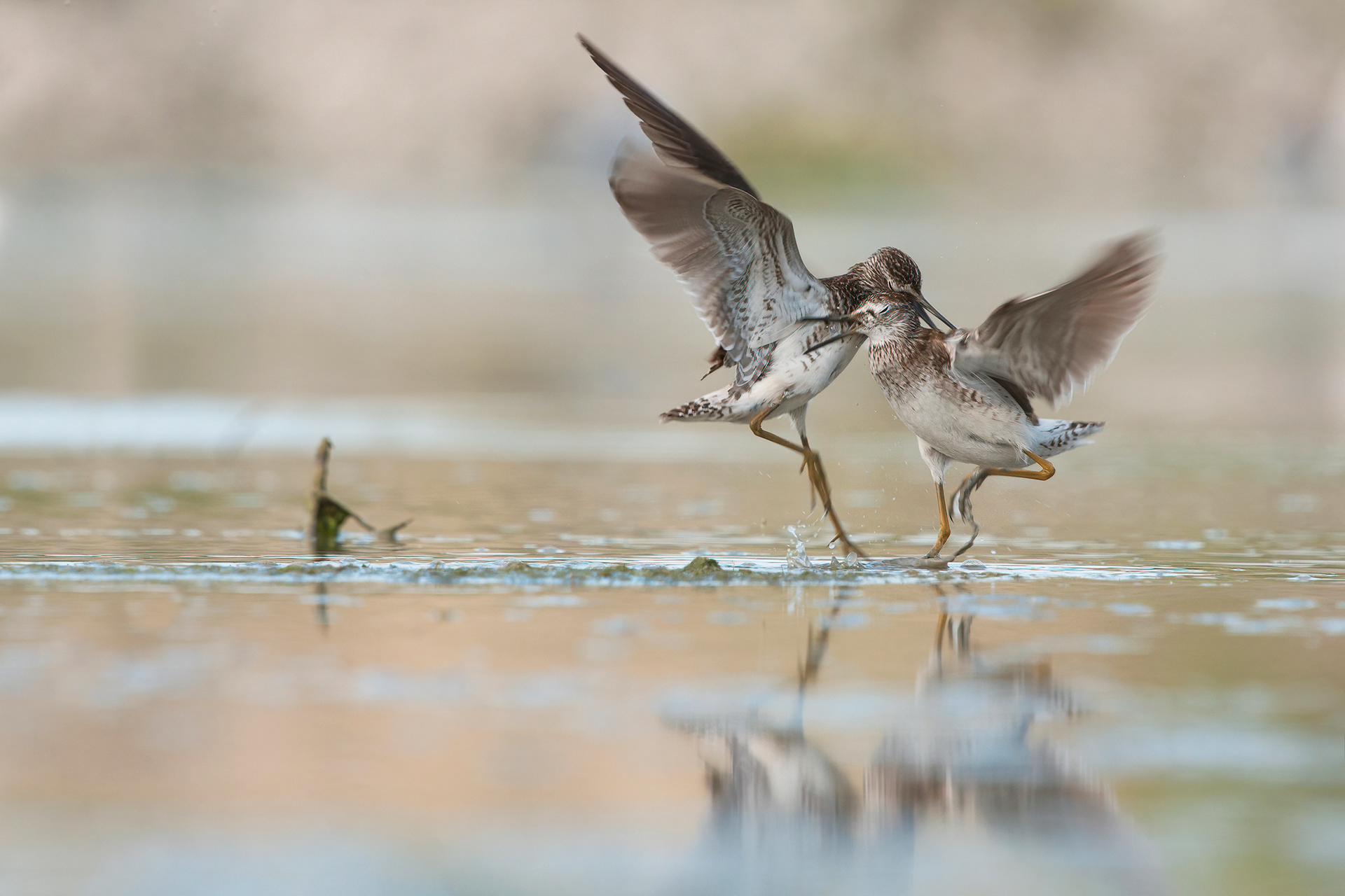 PIRO PIRO BOSCHERECCIO - Wood Sandpiper (Tringa glareola) - Abruzzo