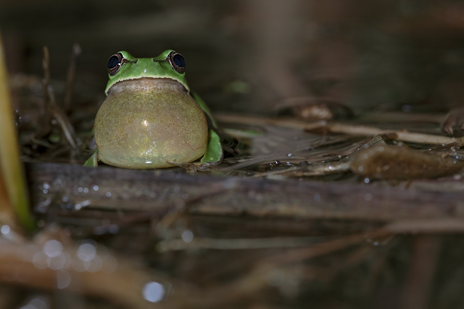 Raganella italiana (Hyla intermedia)