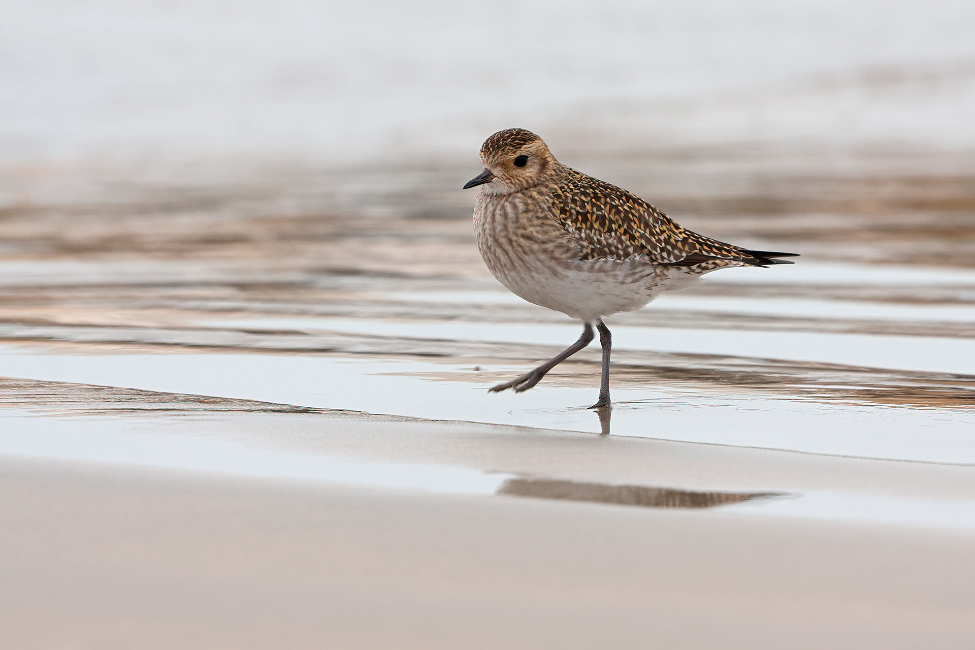 PIVIERE DORATO - Golden Plover (Pluvialis apricaria) - Abruzzo