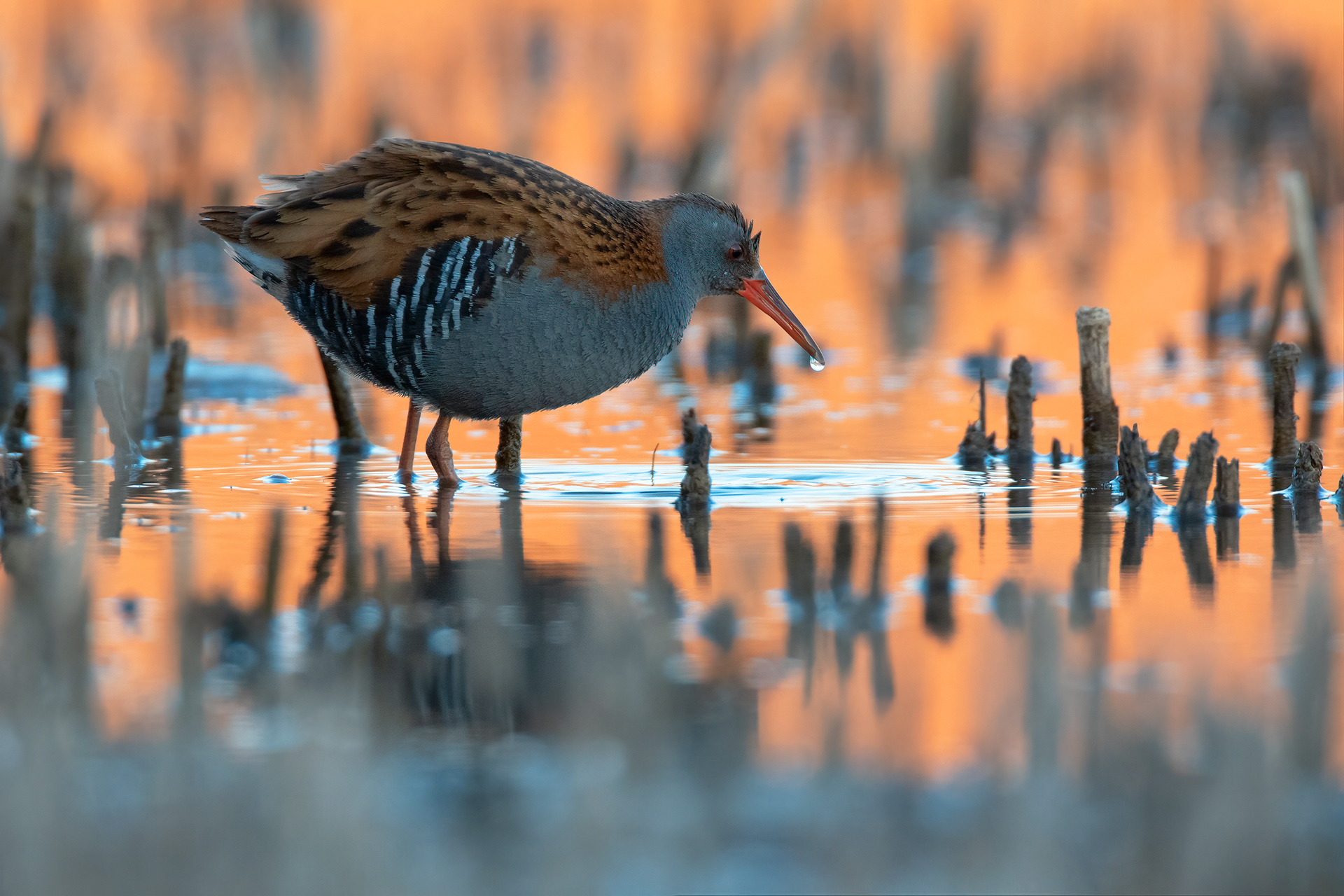 PORCIGLIONE -  Water Rail (Rallus aquaticus) - Marche