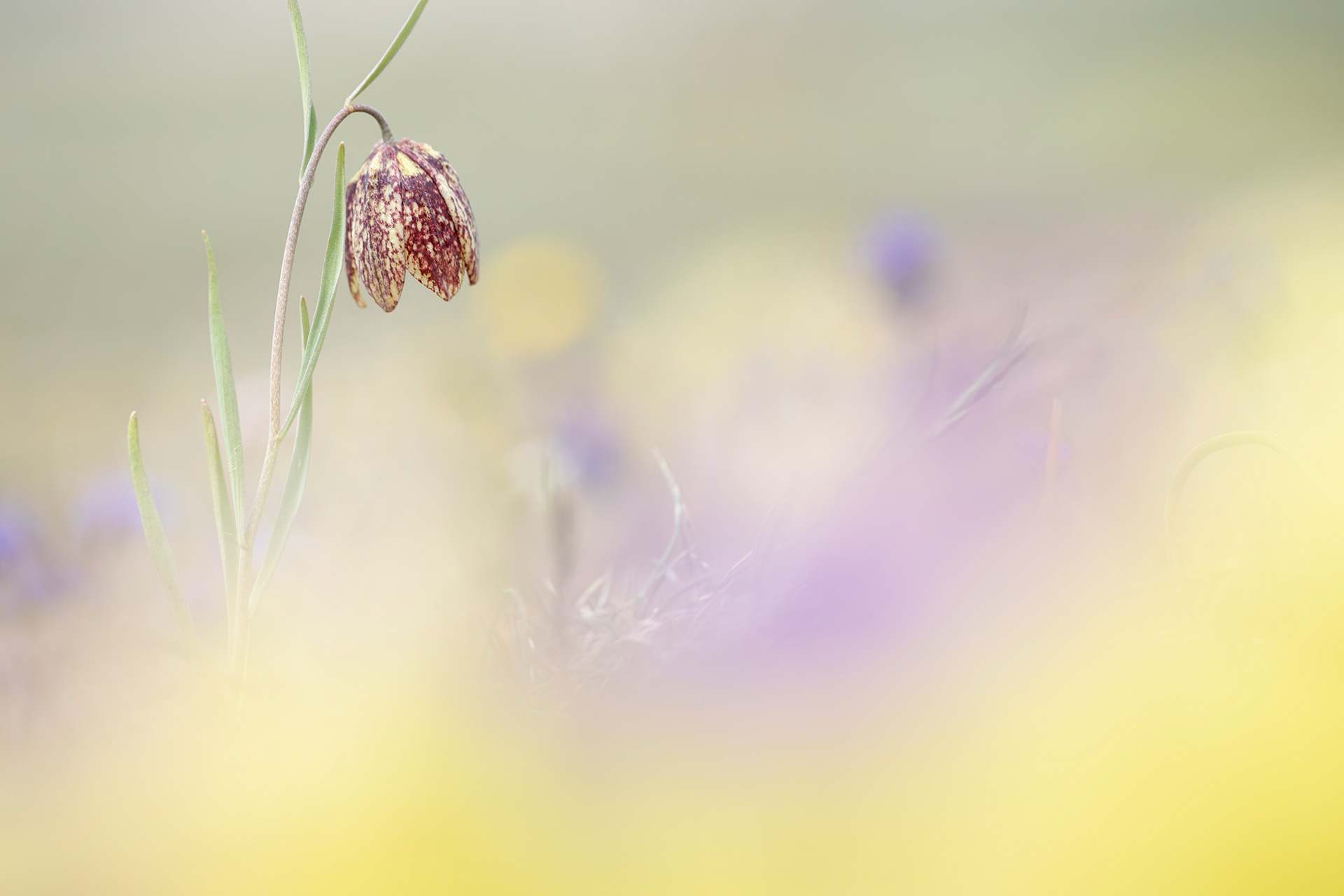 FRITILLARIA MONTANA - Fritillaria montana