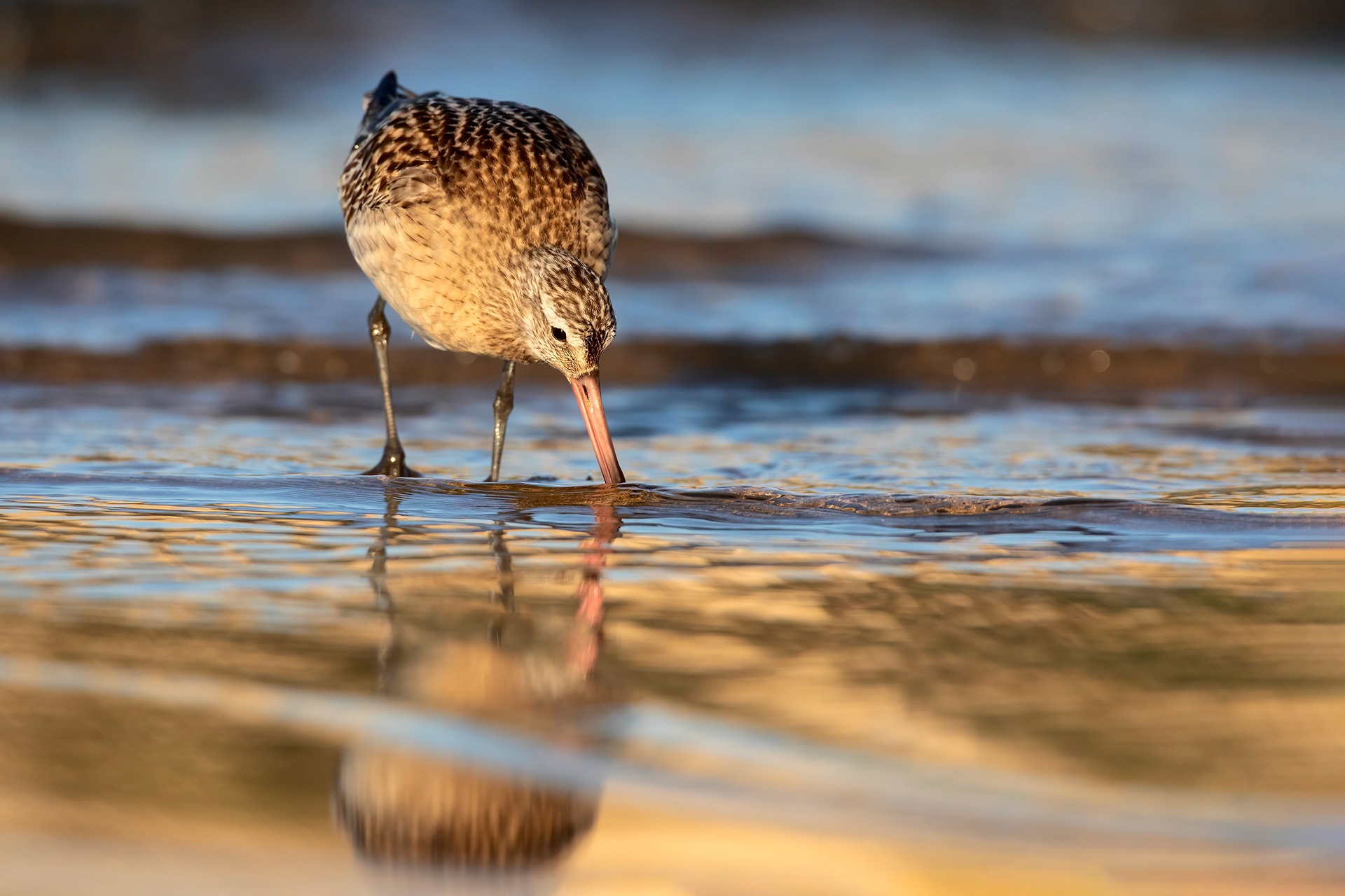 PITTIMA MINORE - Bar-tailed Godwit (Limosa lapponica) - Abruzzo