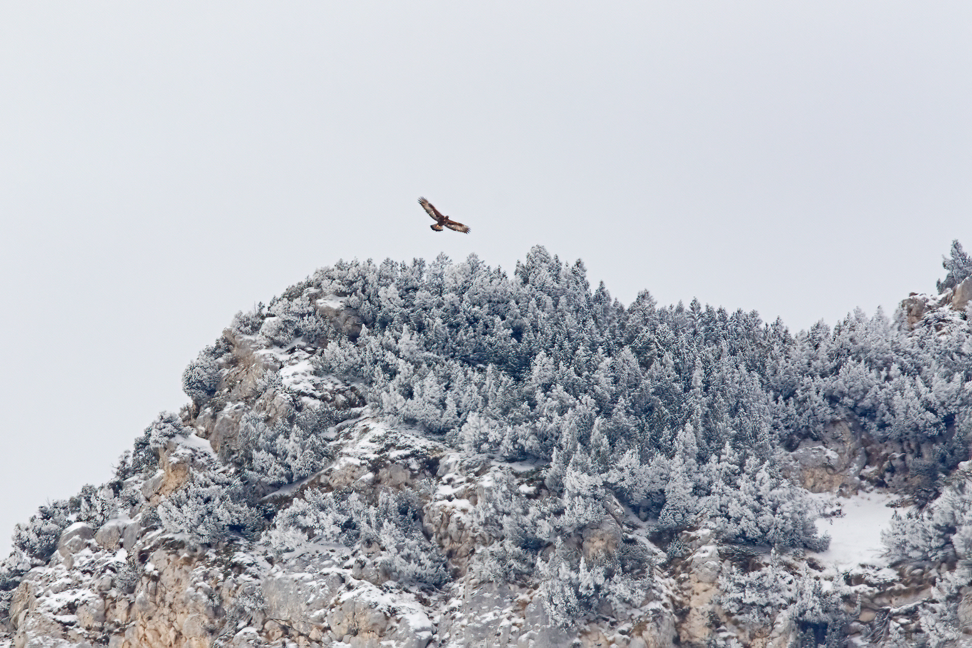 Aquila reale - Golden eagle (Aquila chrysaetos) 