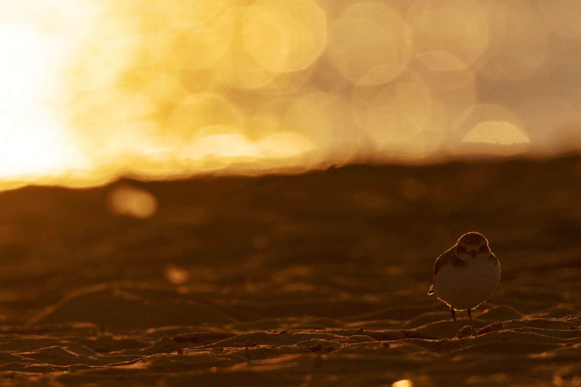 FRATINO - Kentish Plover (Charadrius alexandrinus) - Abruzzo