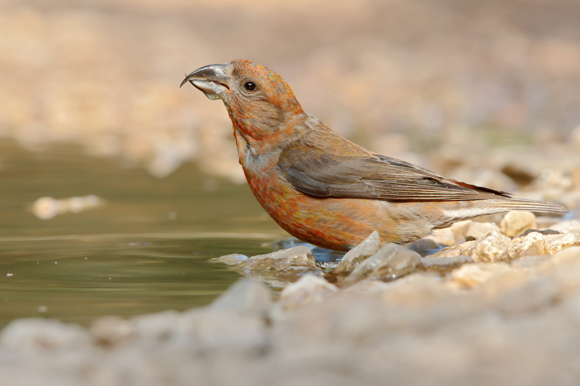 CROCIERE - Common Crossbill (Loxia curvirostra) - Parco Gran Sasso