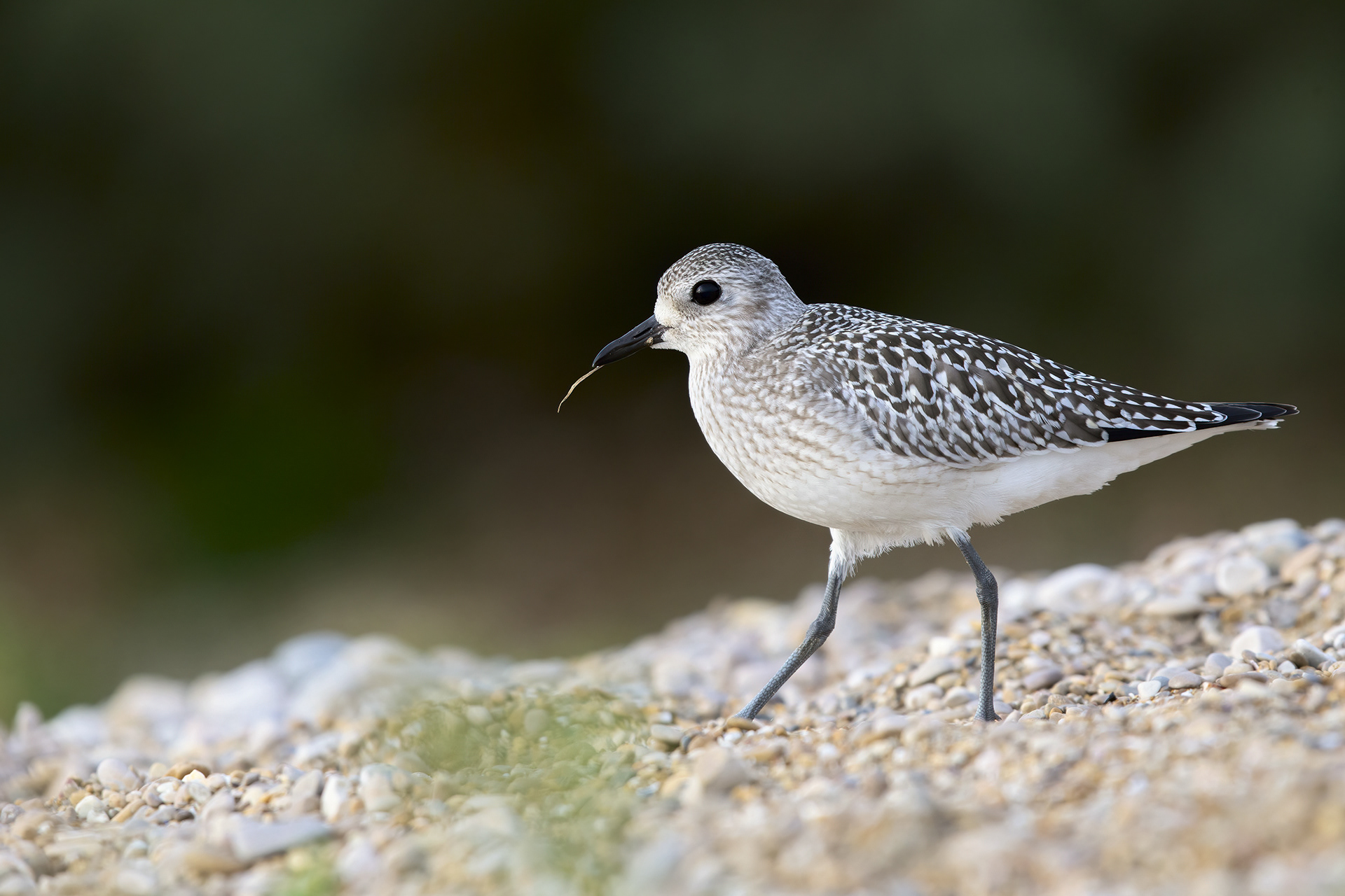 PIVIERESSA - Grey Plover (Pluvialis squatarola) - Abruzzo