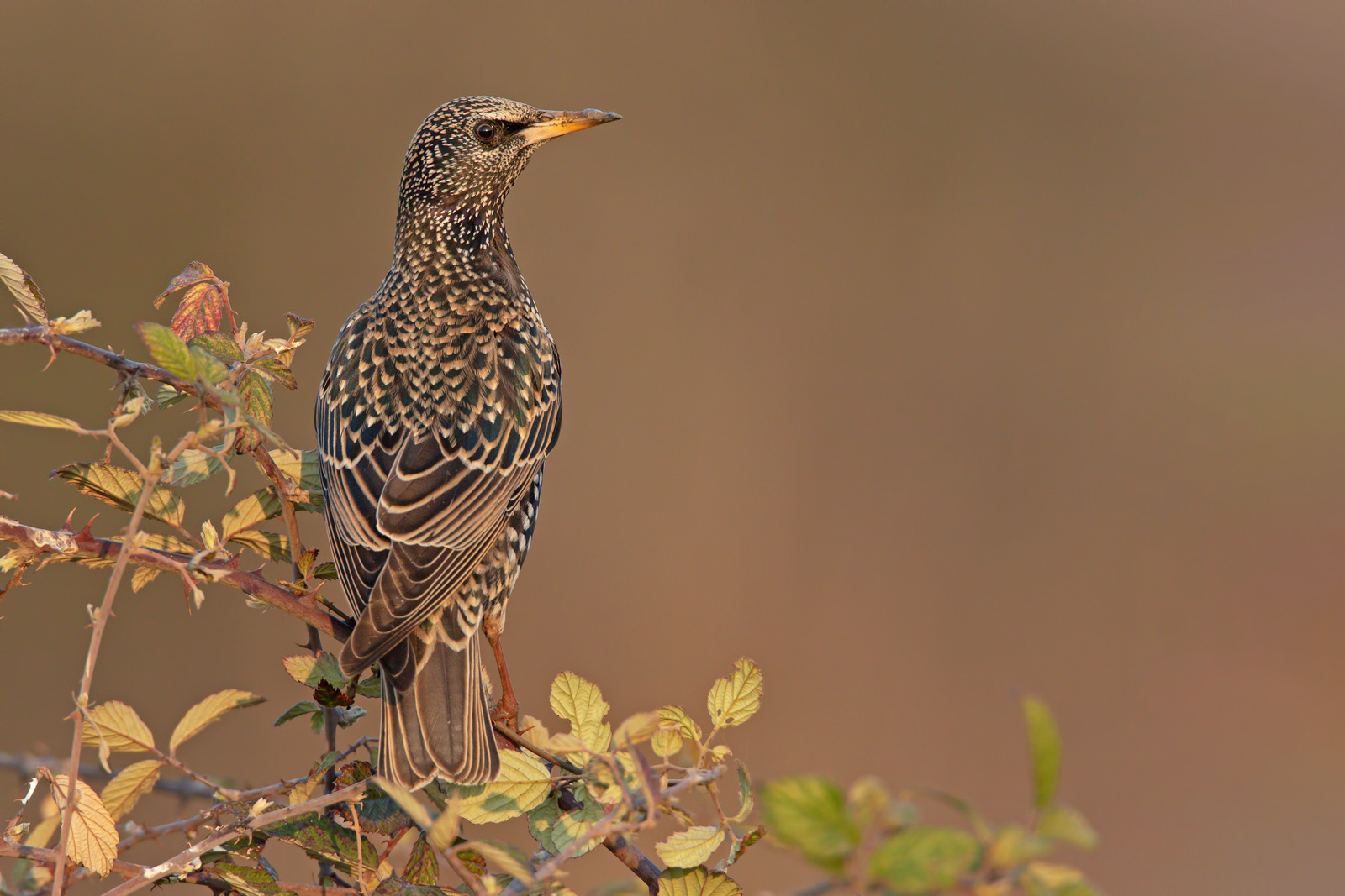 STORNO - Common Starling (Sturnus vulgaris)