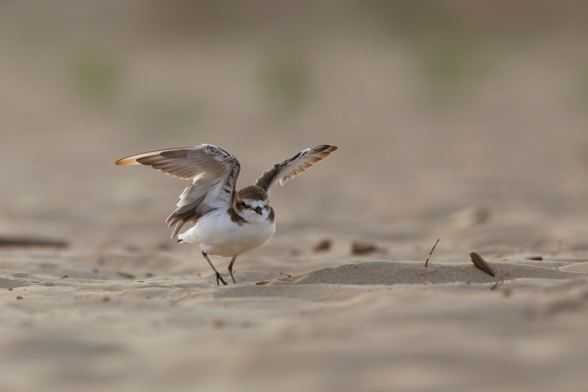 FRATINO - Kentish Plover (Charadrius alexandrinus) - Abruzzo