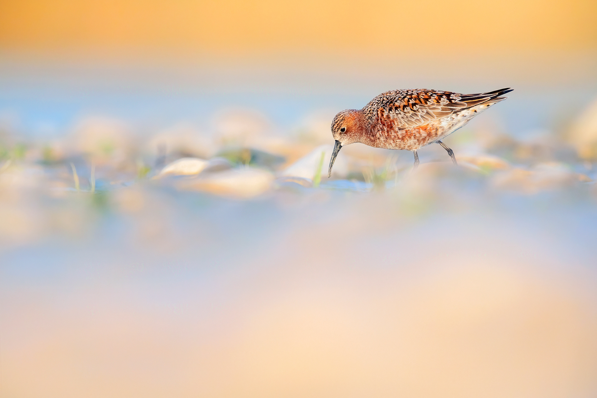 PIOVANELLO COMUNE - Curlew Sandpiper (Calidris ferruginea) - Abruzzo