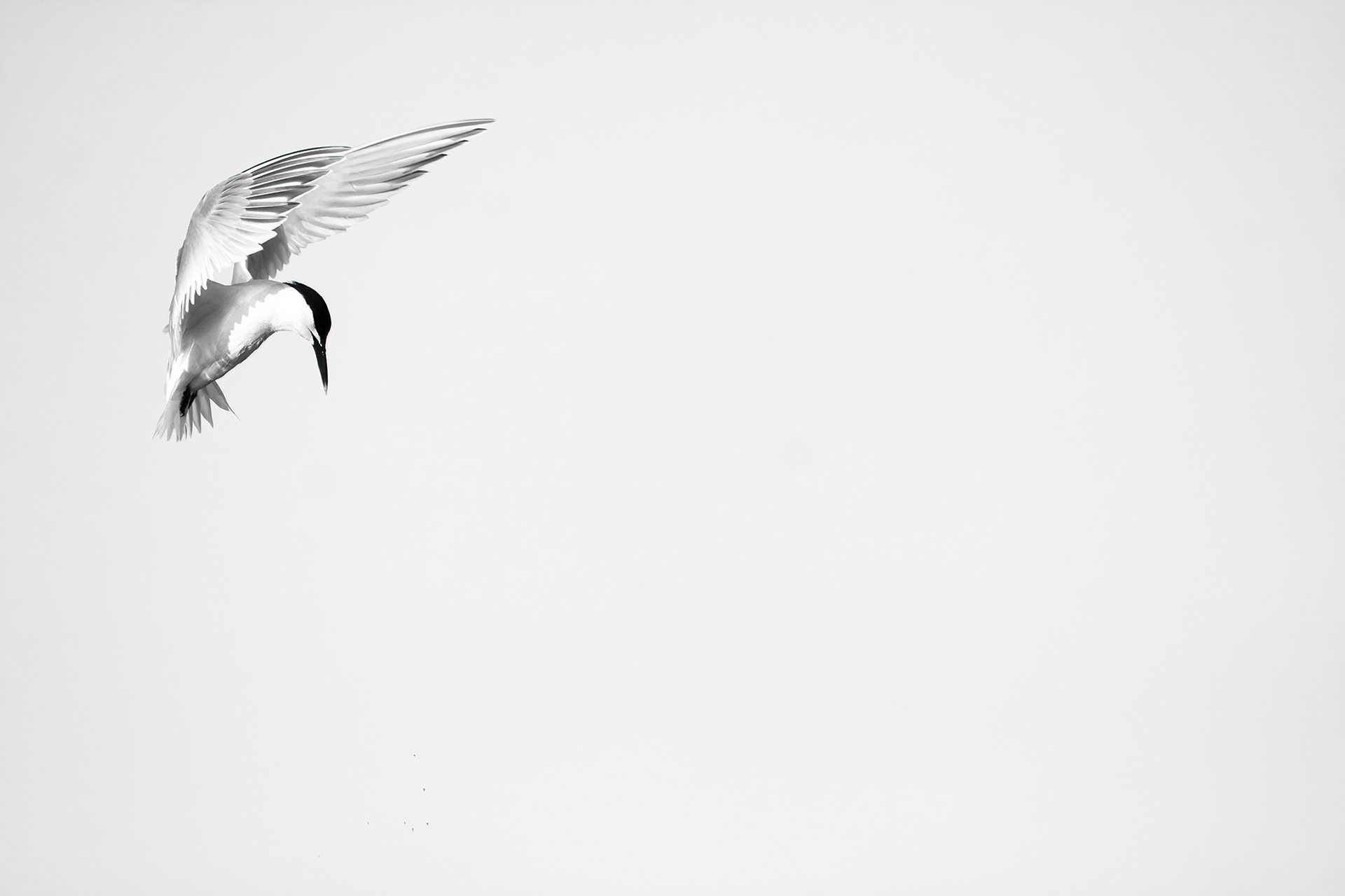 BECCAPESCI - Sandwich tern (Thalasseus sandvicensis) - Po Delta Park