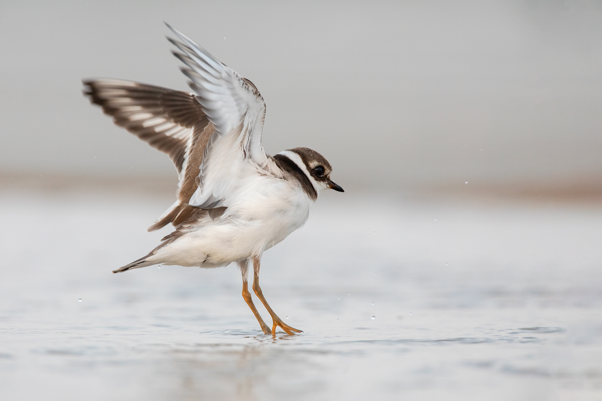 CORRIERE GROSSO - Ringed Plover (Charadrius hiaticula) - Giulianova