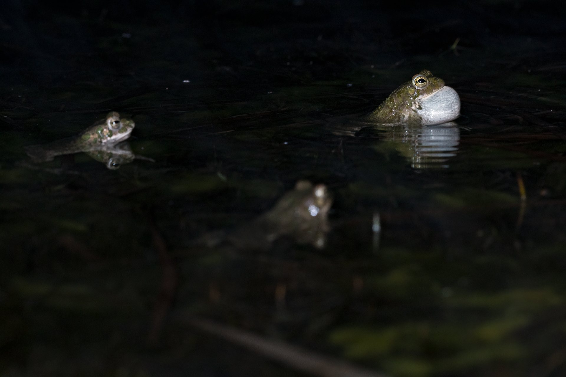 Rospo smeraldino (Bufotes viridis)