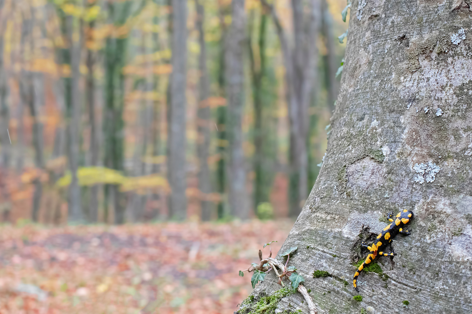 SALAMANDRA APPENNINICA - Italian Fire Salamander (Salamandra salamandra gigliolii) - Maiella National Park