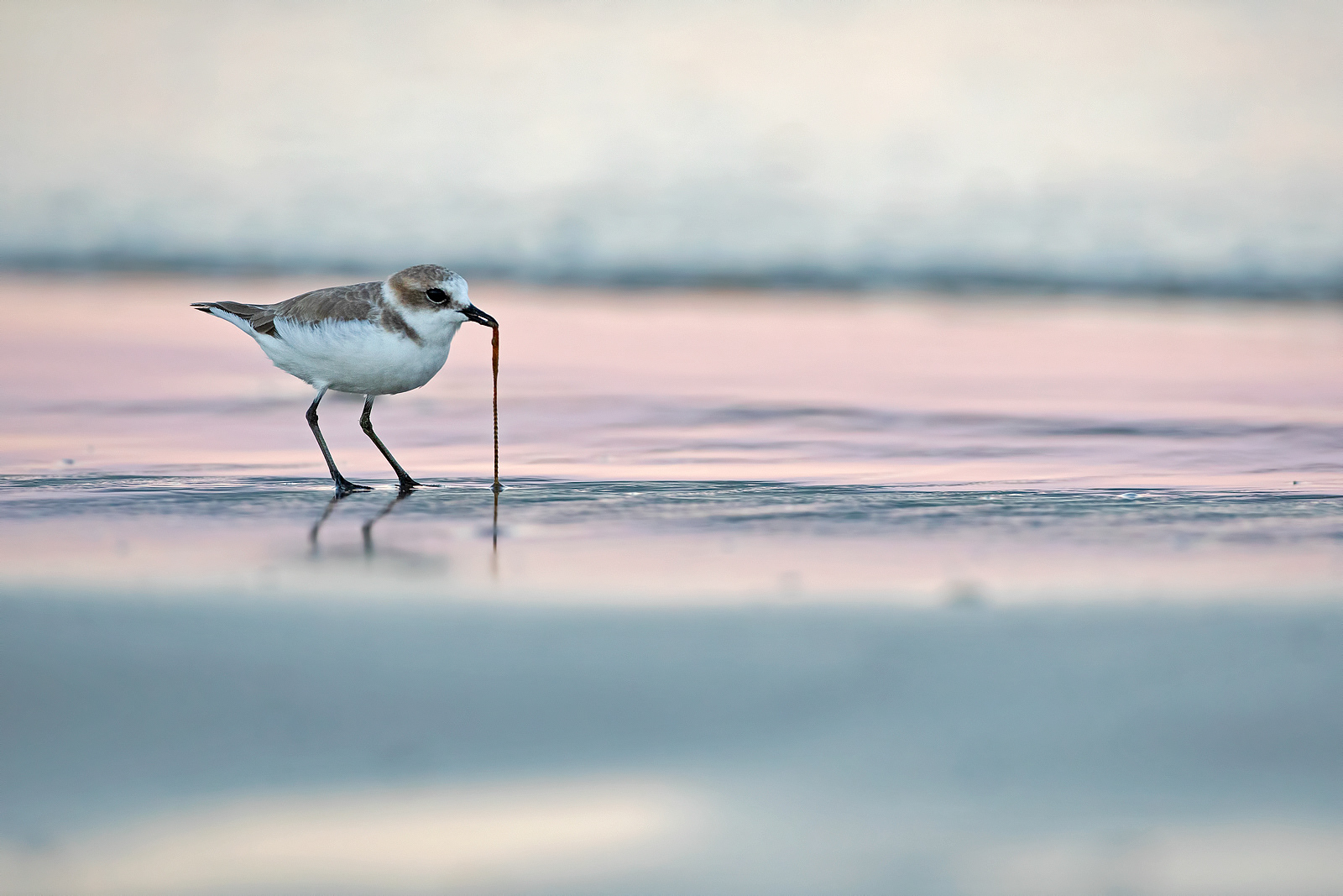 FRATINO  Kentish plover (Charadrius alexandrinus) - Giulianova
