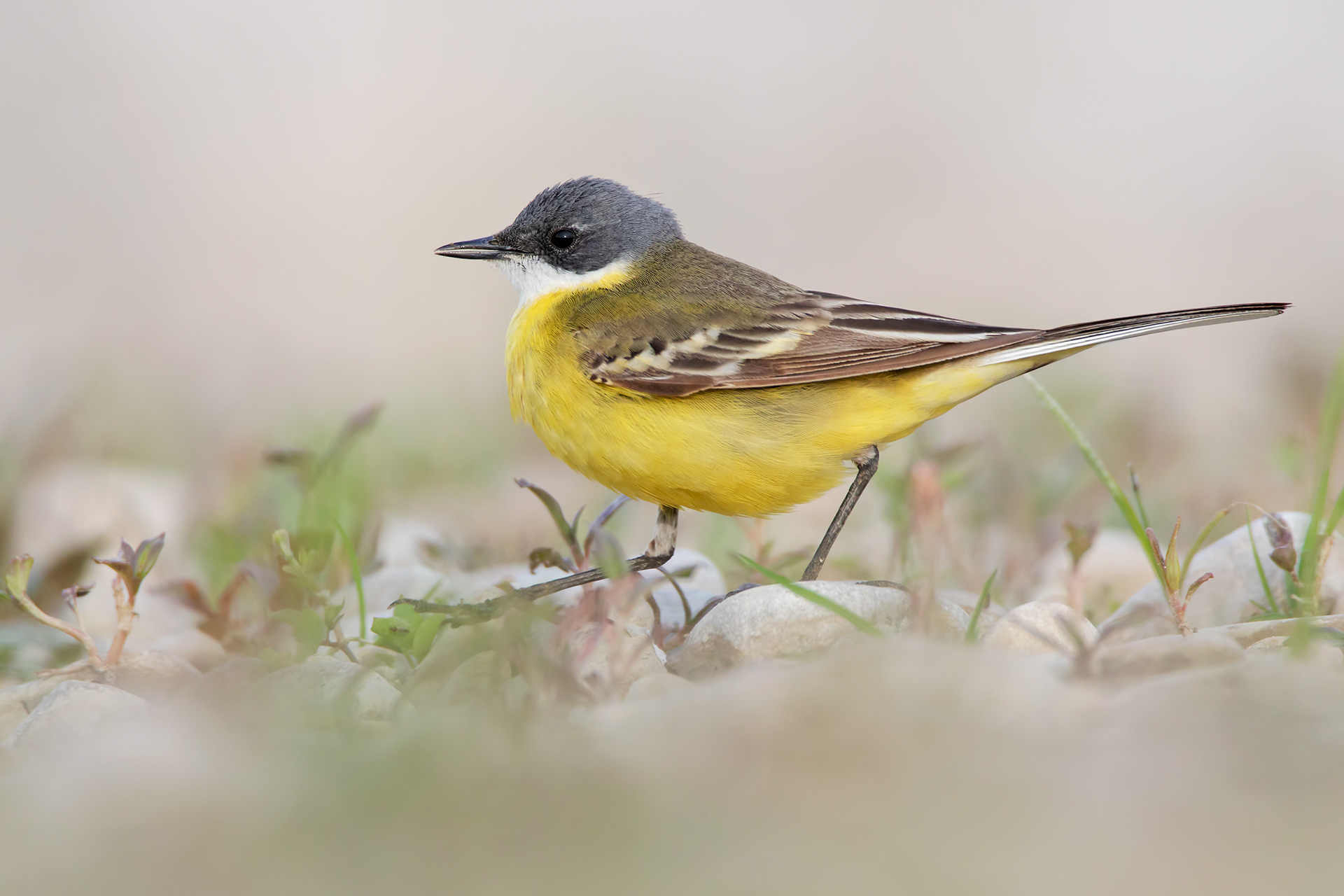 CUTRETTOLA - Yellow Wagtail (Motacilla flava) - Giulianova
