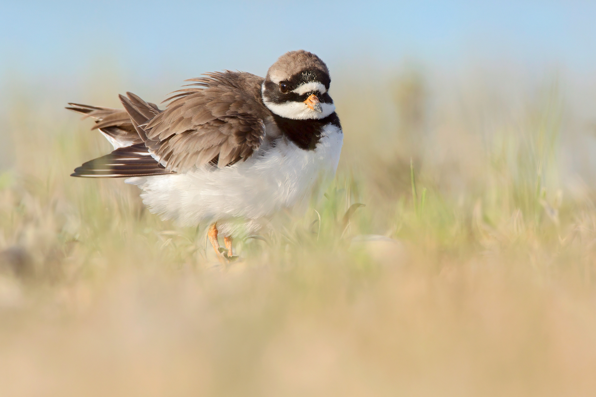 CORRIERE GROSSO - Ringed Plover (Charadrius hiaticula) - Giulianova