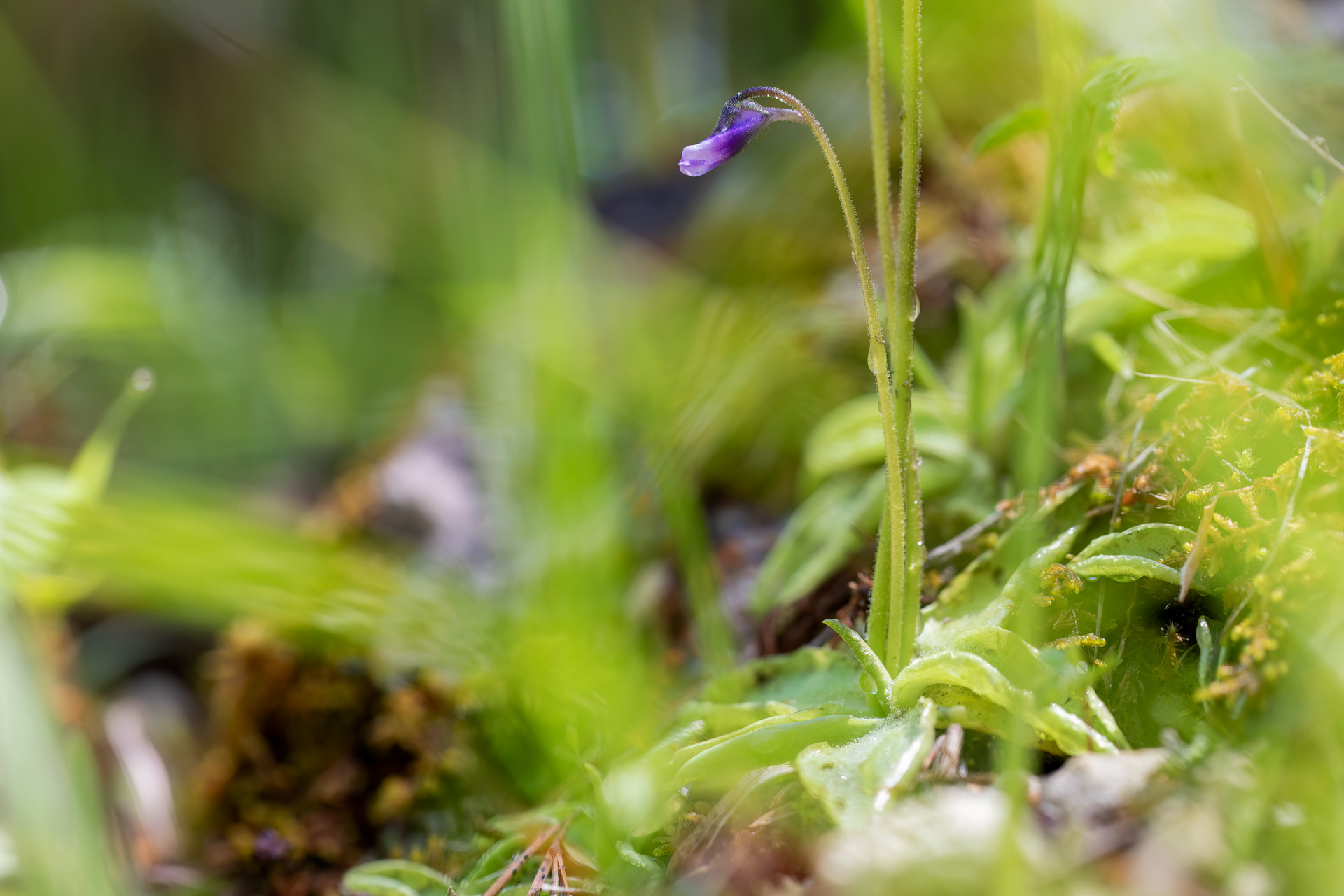 PINGUICULA VULGARIS subs. VESTINA
