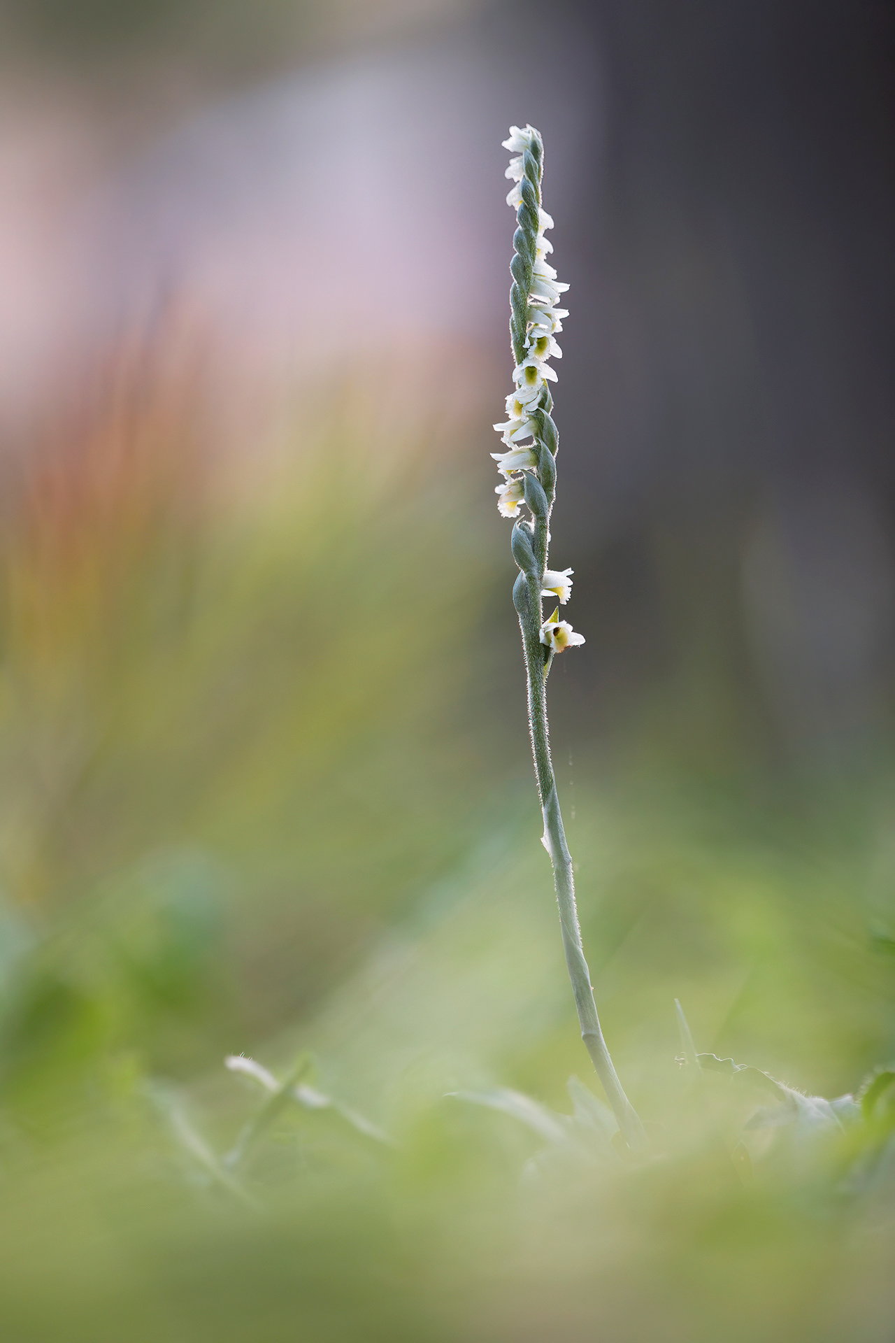 SPIRANTHES SPIRALIS