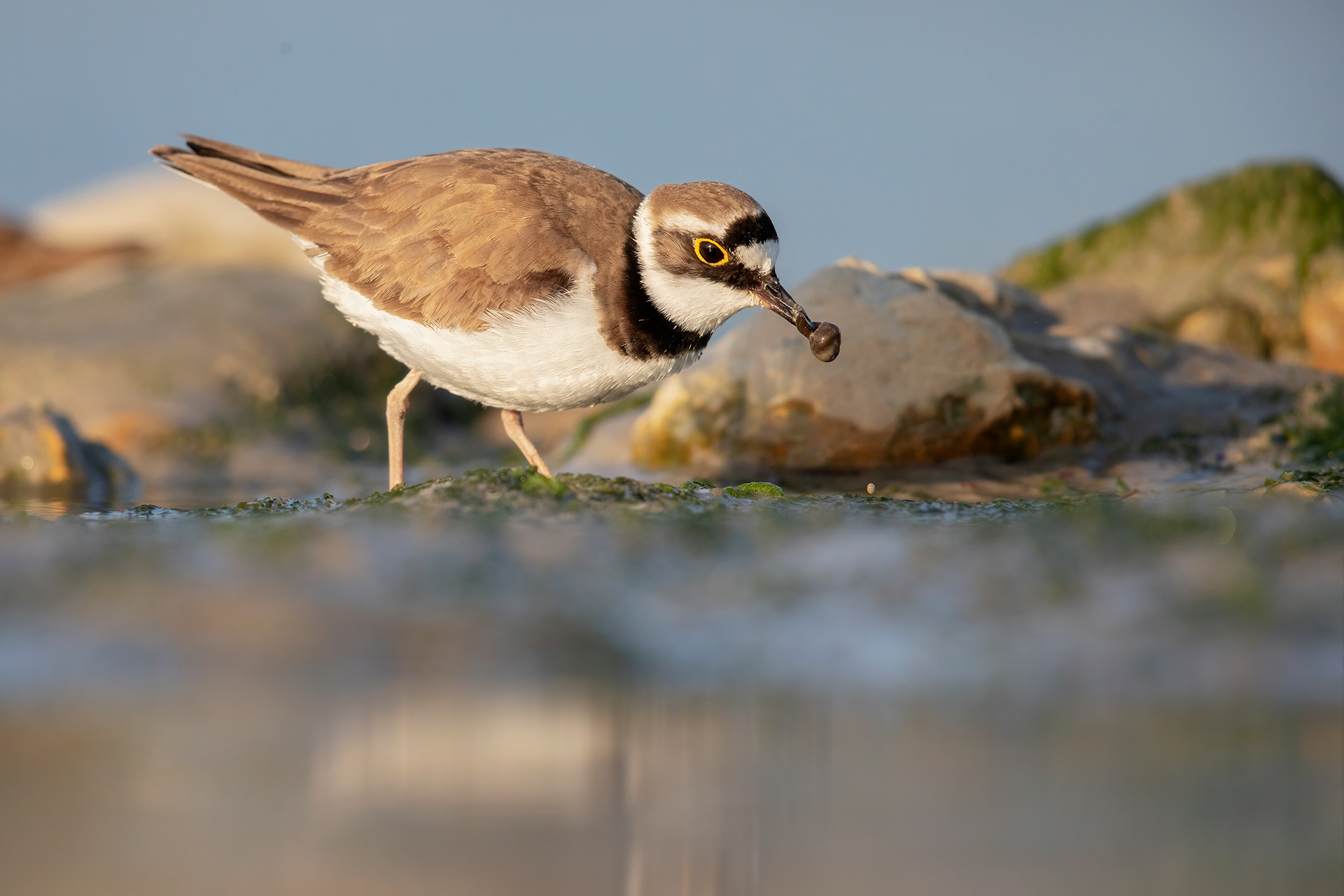 CORRIERE PICCOLO - Little Ringed Plover (Charadrius dubius) - Giulianova