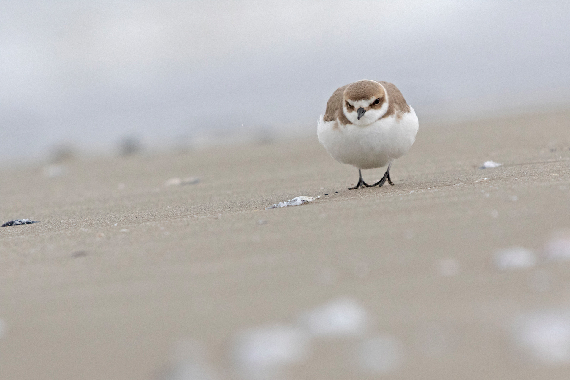 FRATINO - Kentish Plover (Charadrius alexandrinus) - Abruzzo