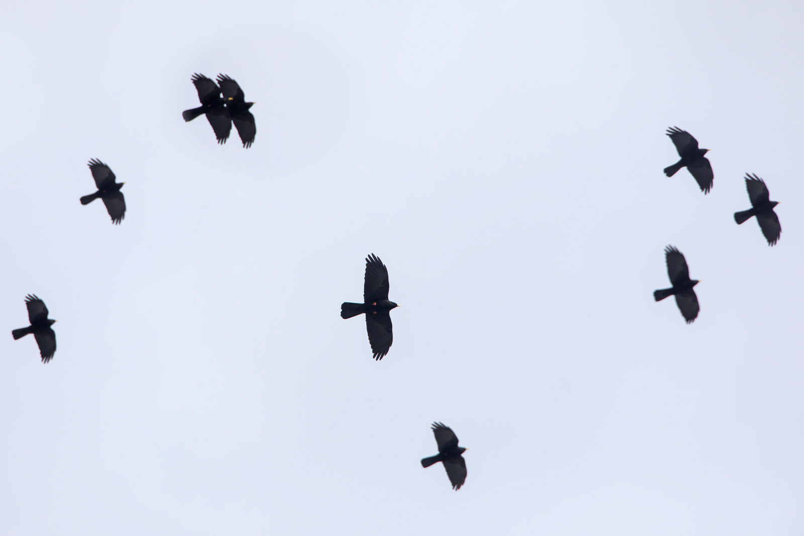 GRACCHIO ALPINO - Alpine Chough (Pyrrhocorax graculus) - Parco Maiella