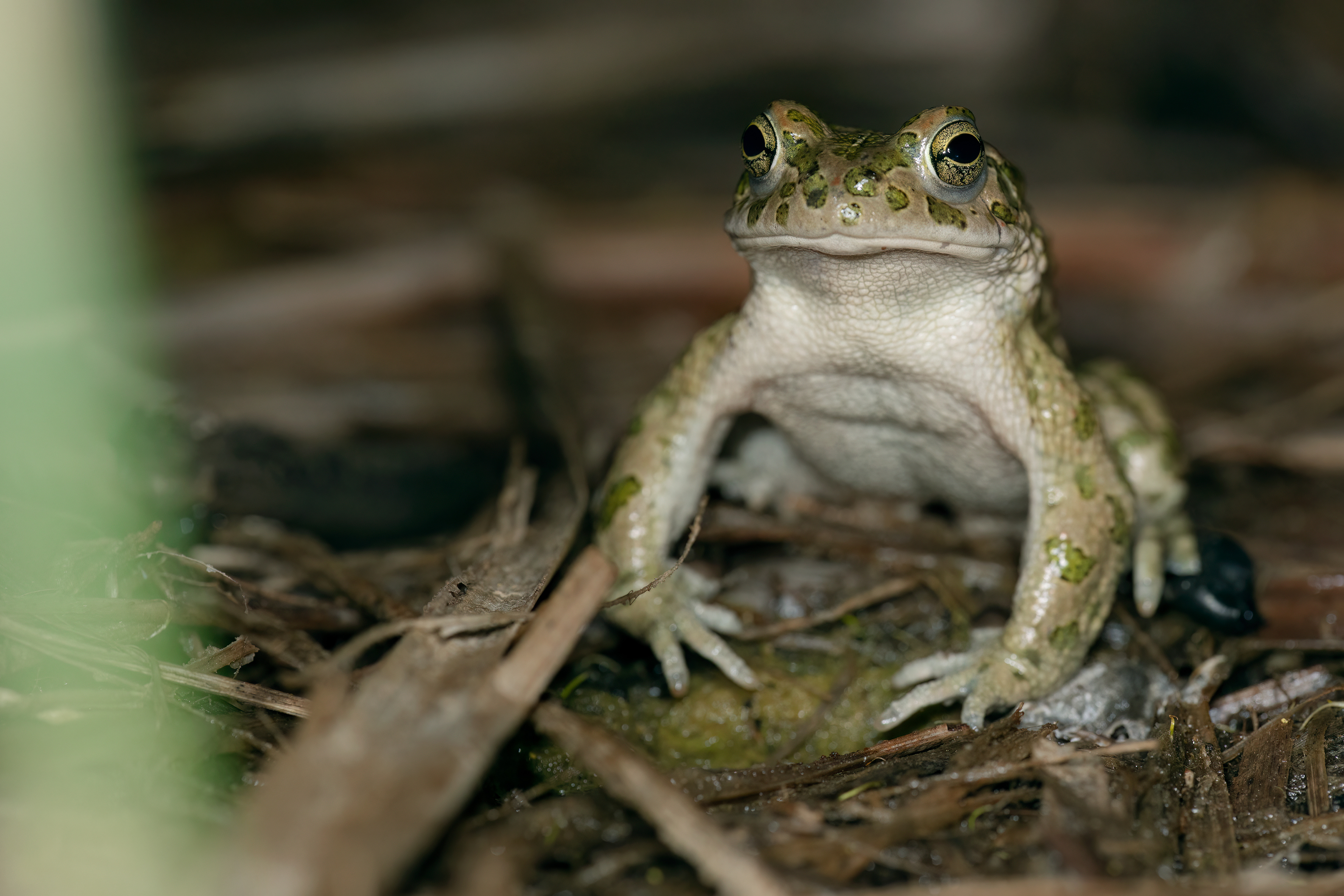 Rospo smeraldino (Bufotes viridis)