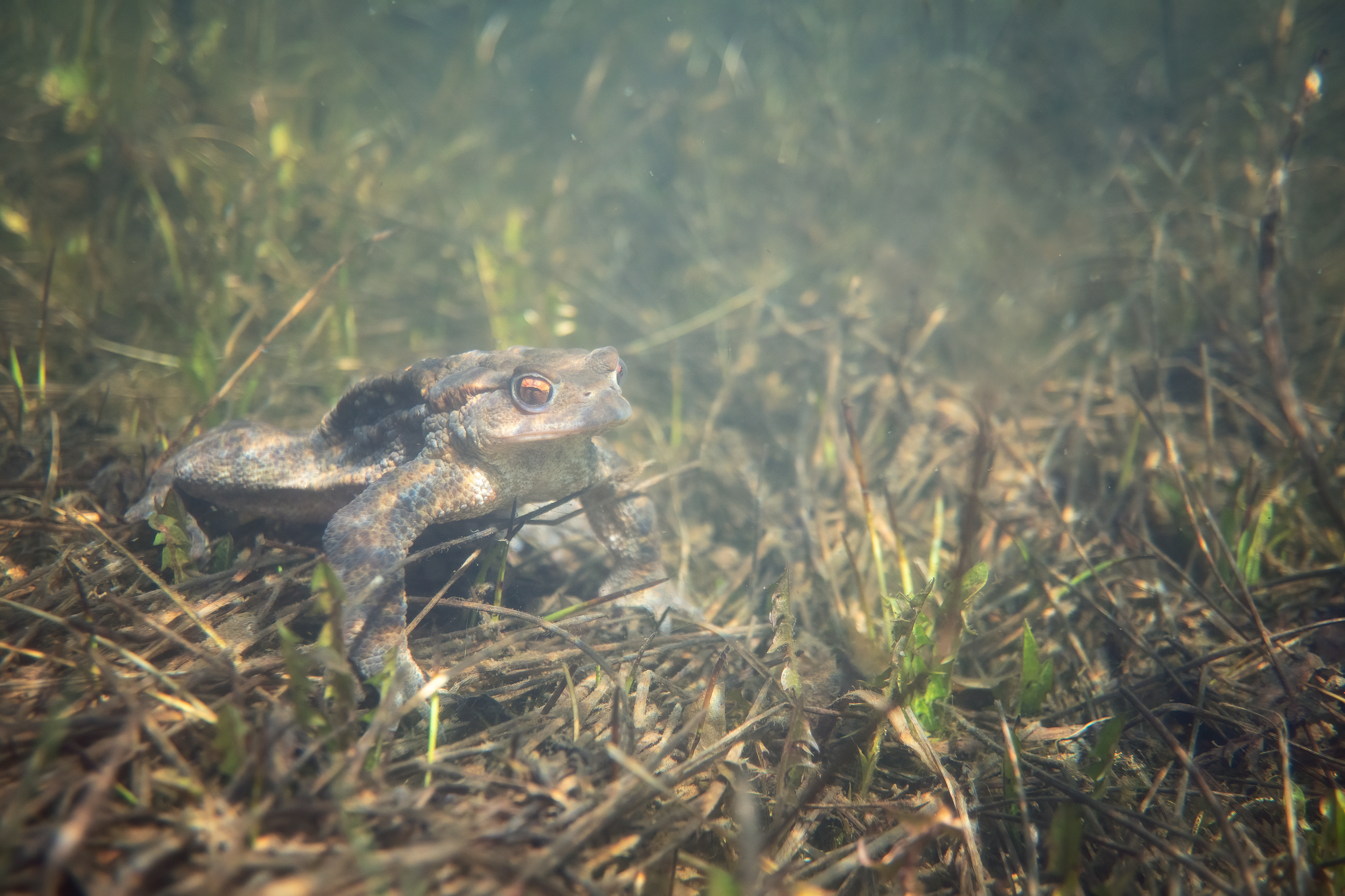 Rospo comune (Bufo bufo)