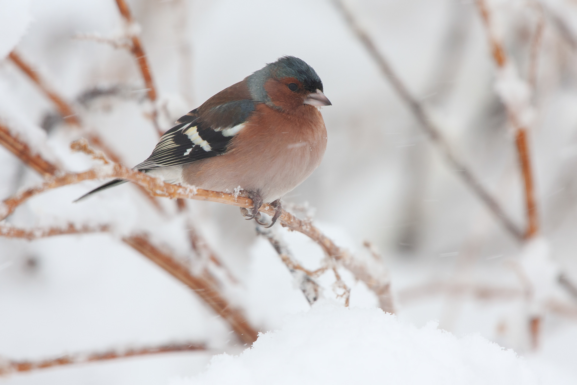 FRINGUELLO - Chaffinch (Fringilla coelebs)
