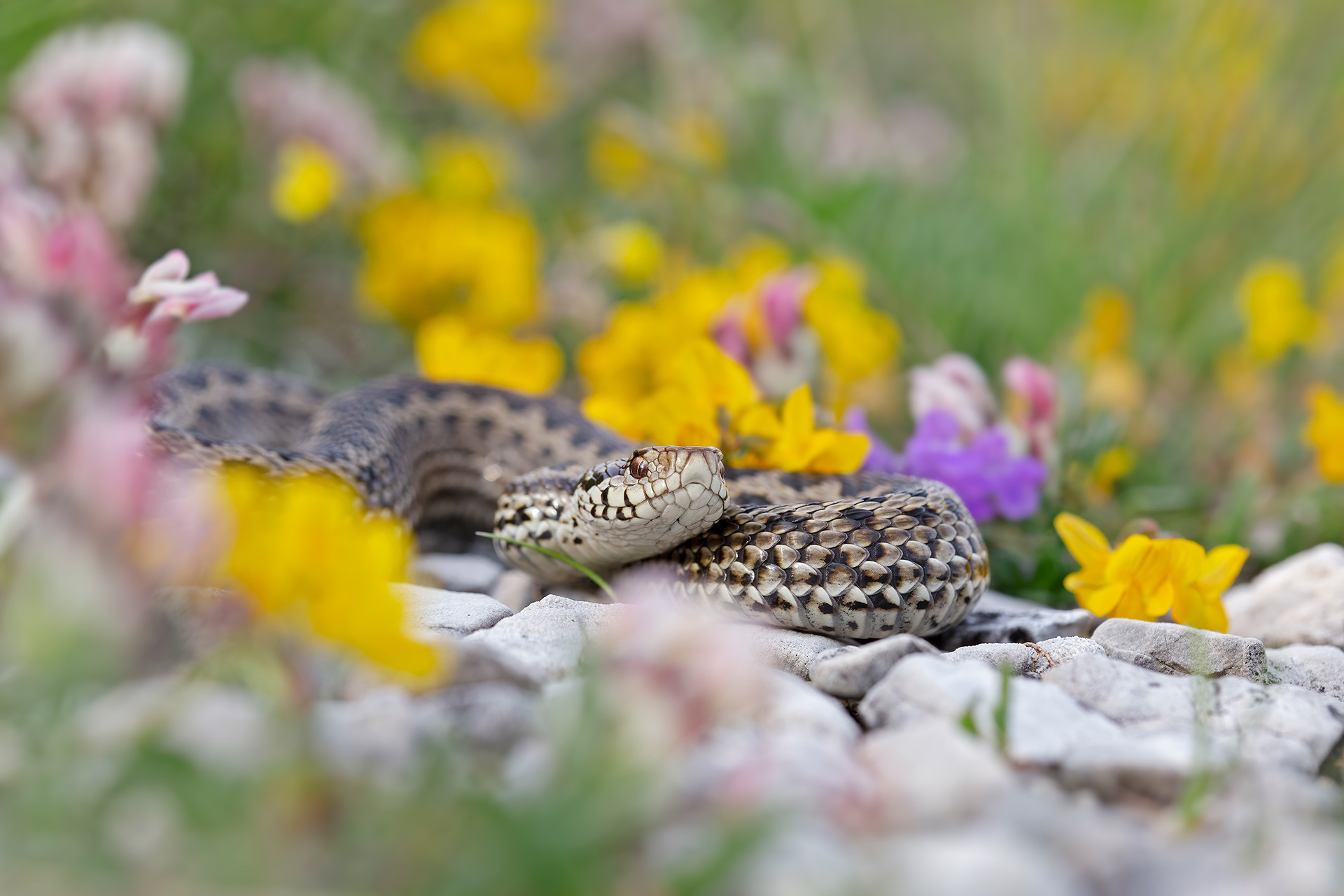 VIPERA DELL'URSINI - Meadow viper (Vipera Ursinii) - Gran Sasso-Laga National Park