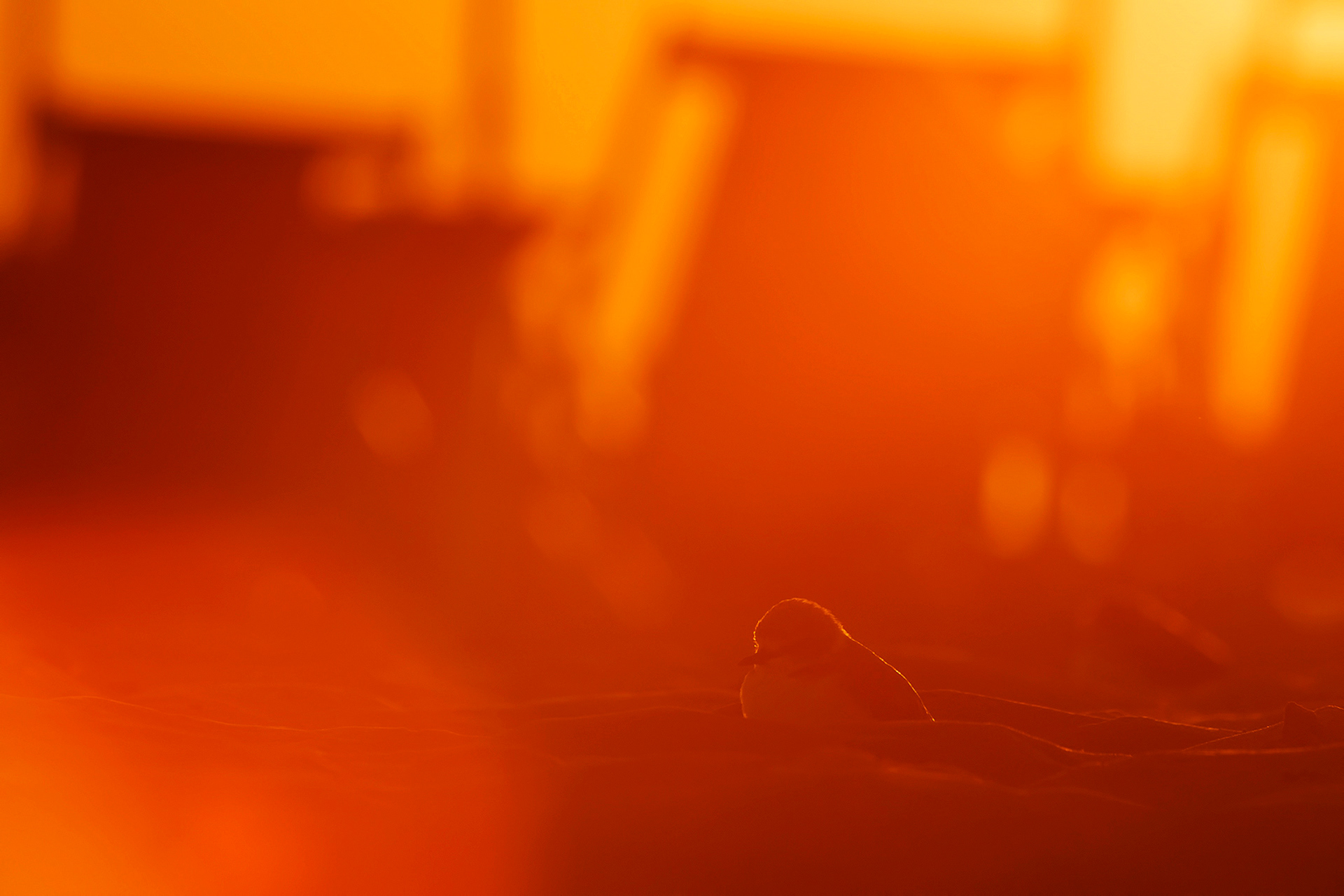 FRATINO - Kentish Plover (Charadrius alexandrinus) - Abruzzo